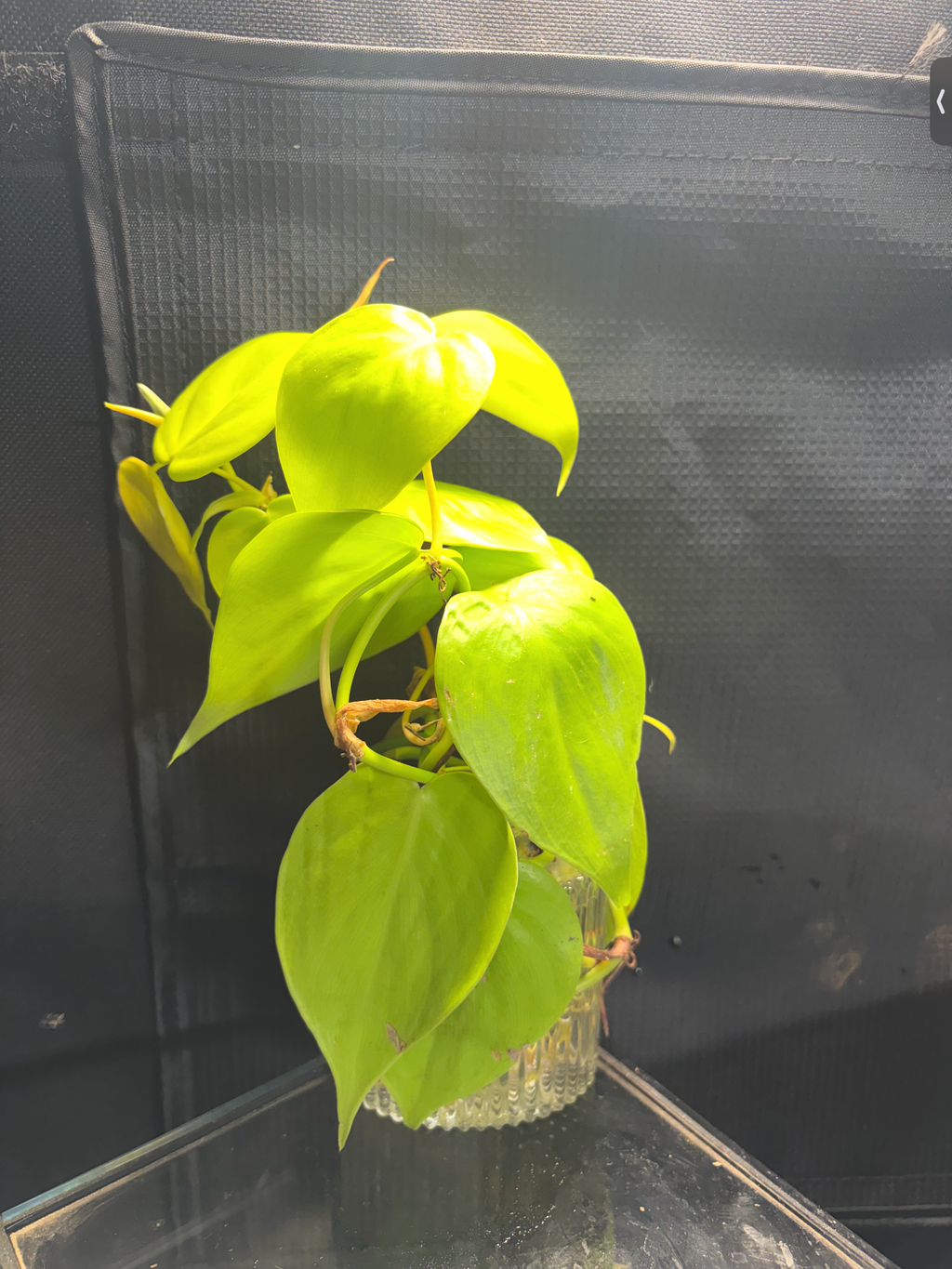 Lemon lime philodendron in vase