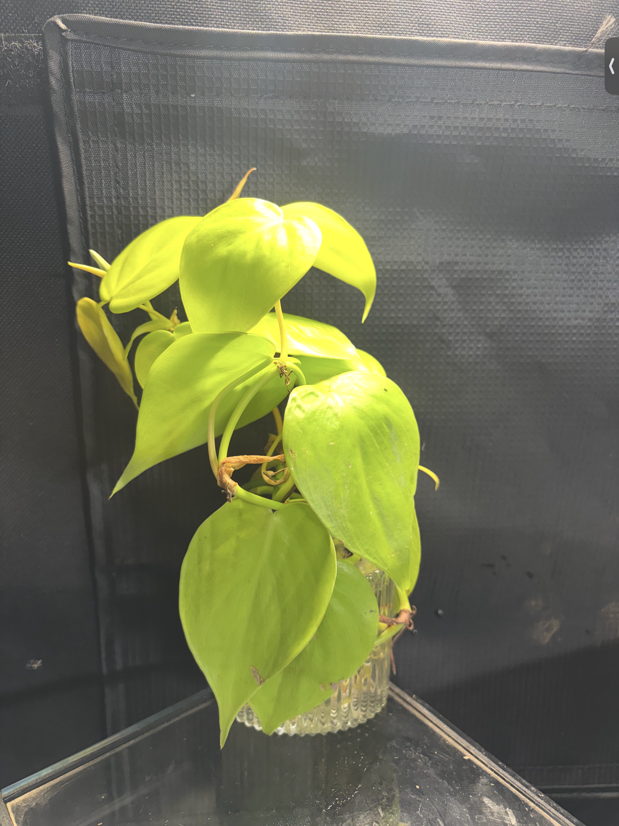 Lemon lime philodendron in vase