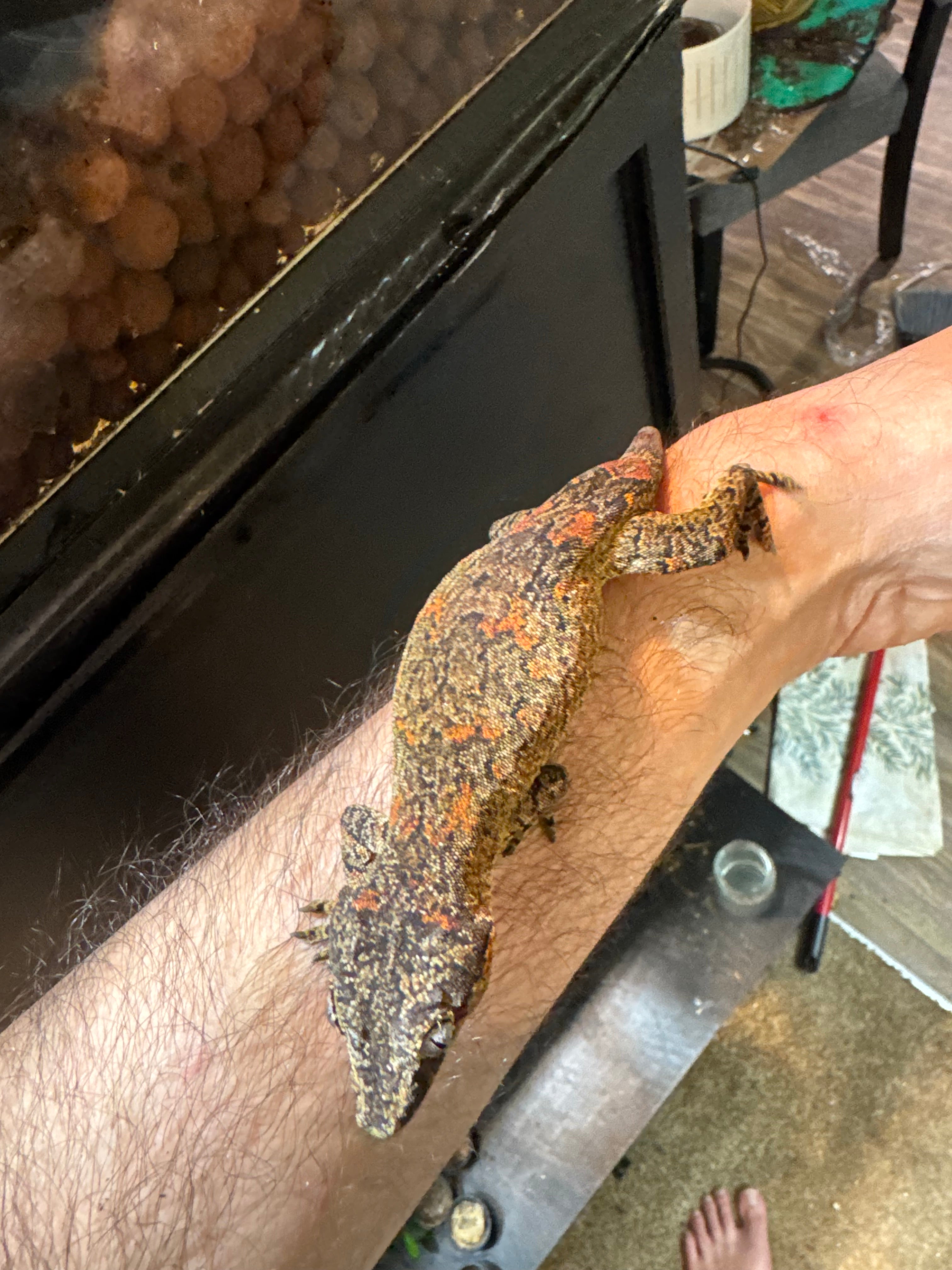 Gargoyle Gecko: Seasmoke