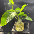 Epipremnum Pinnatum Albo Variegated in vase