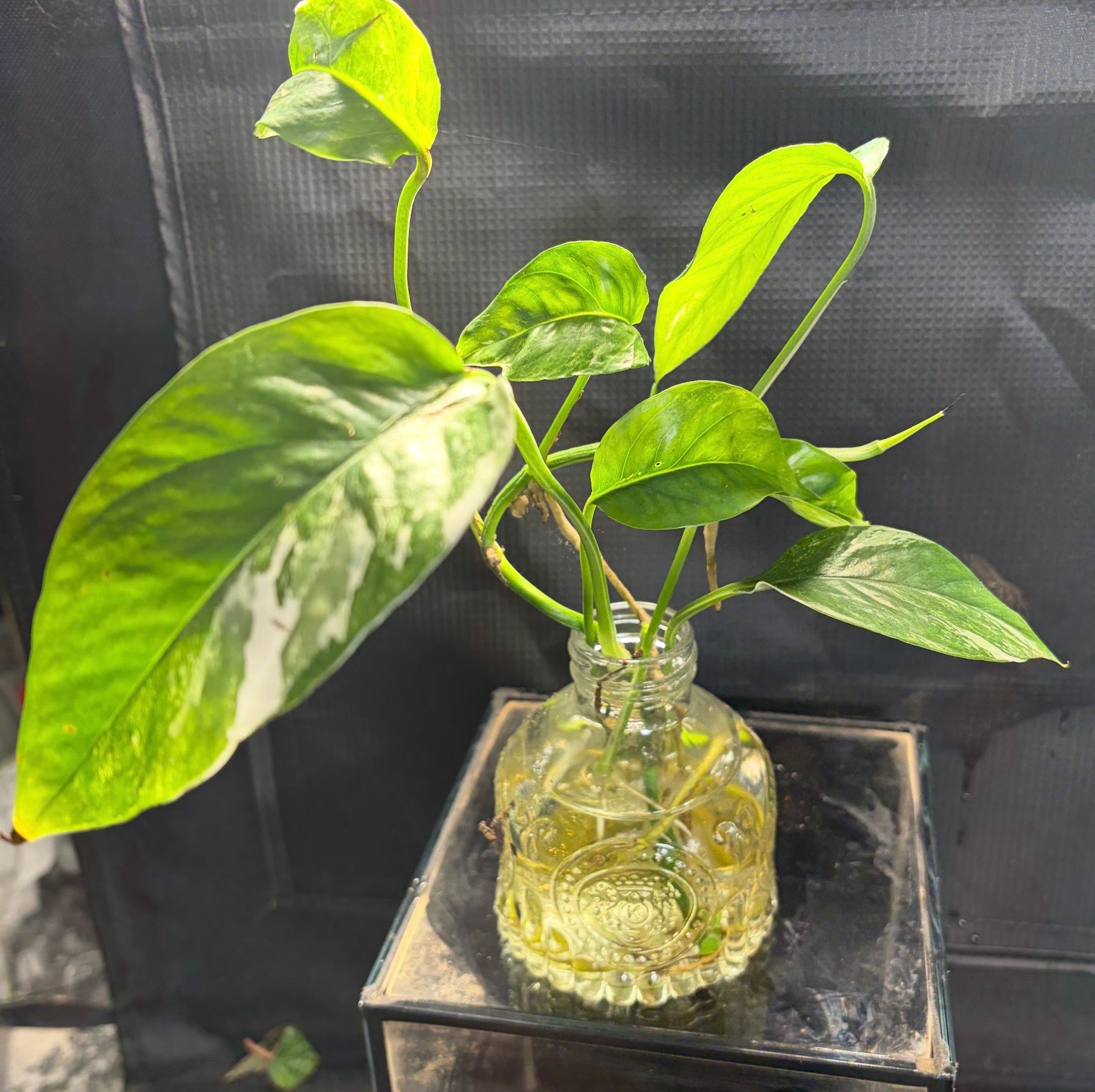 Epipremnum Pinnatum Albo Variegated in vase