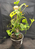 Monstera adansonii on moss pole