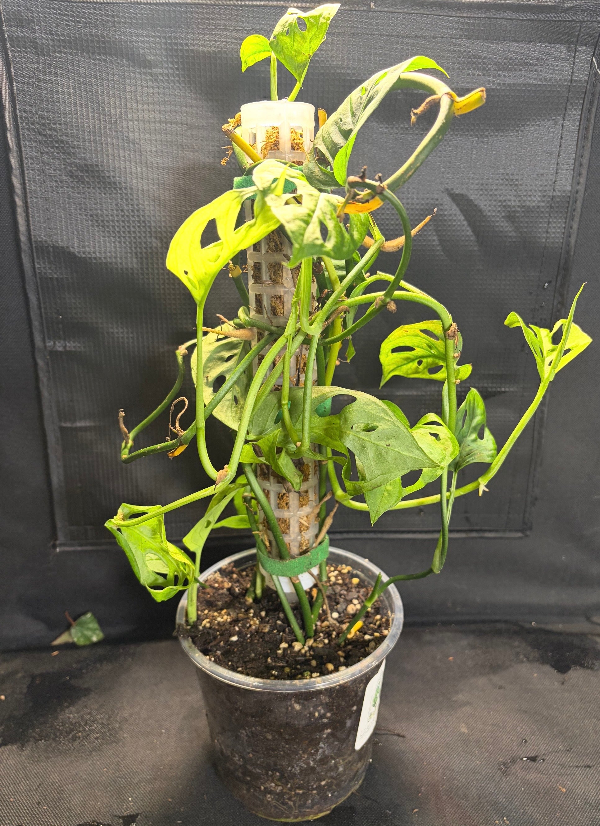 Monstera adansonii on moss pole