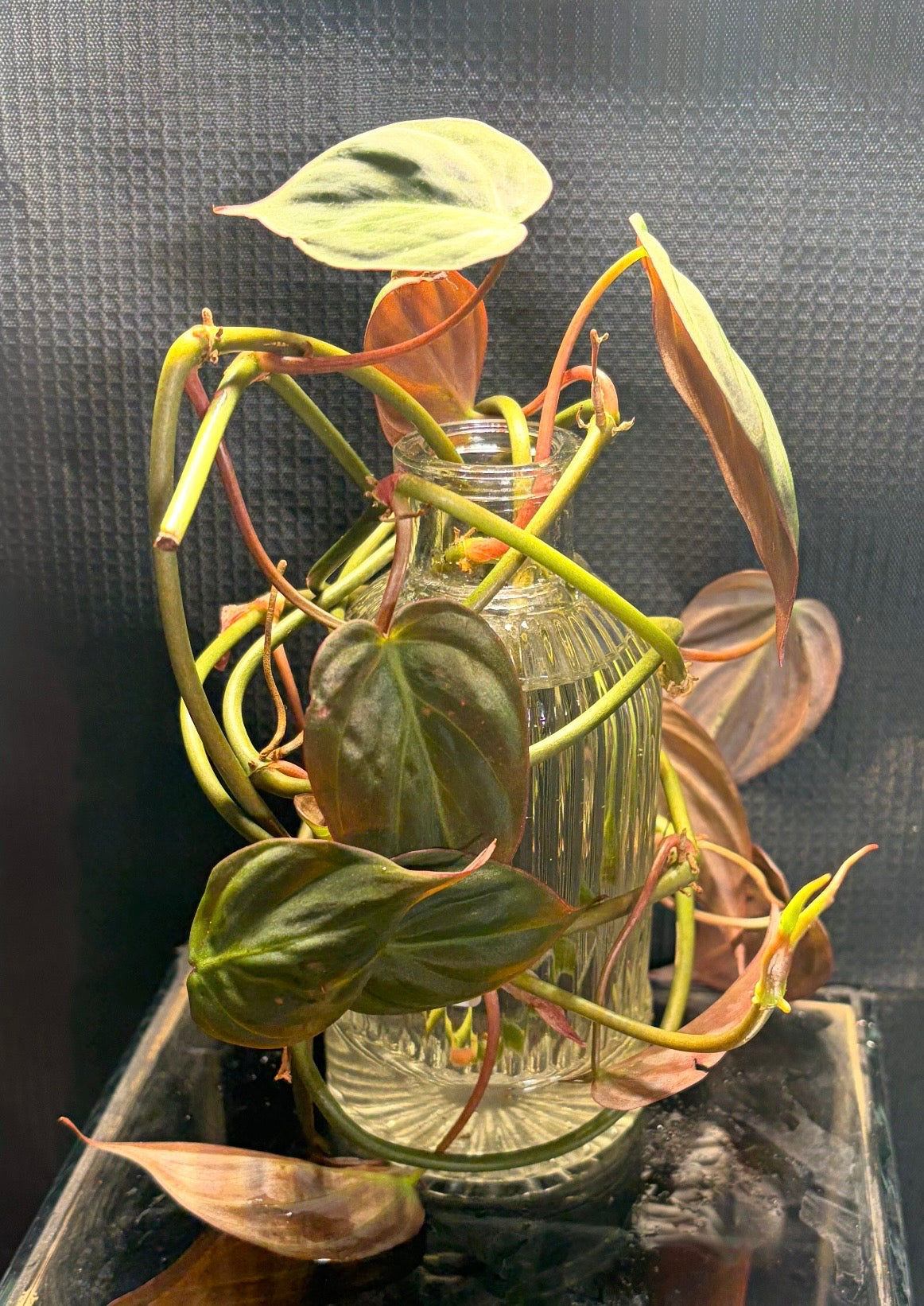 Philodendron micans in vase