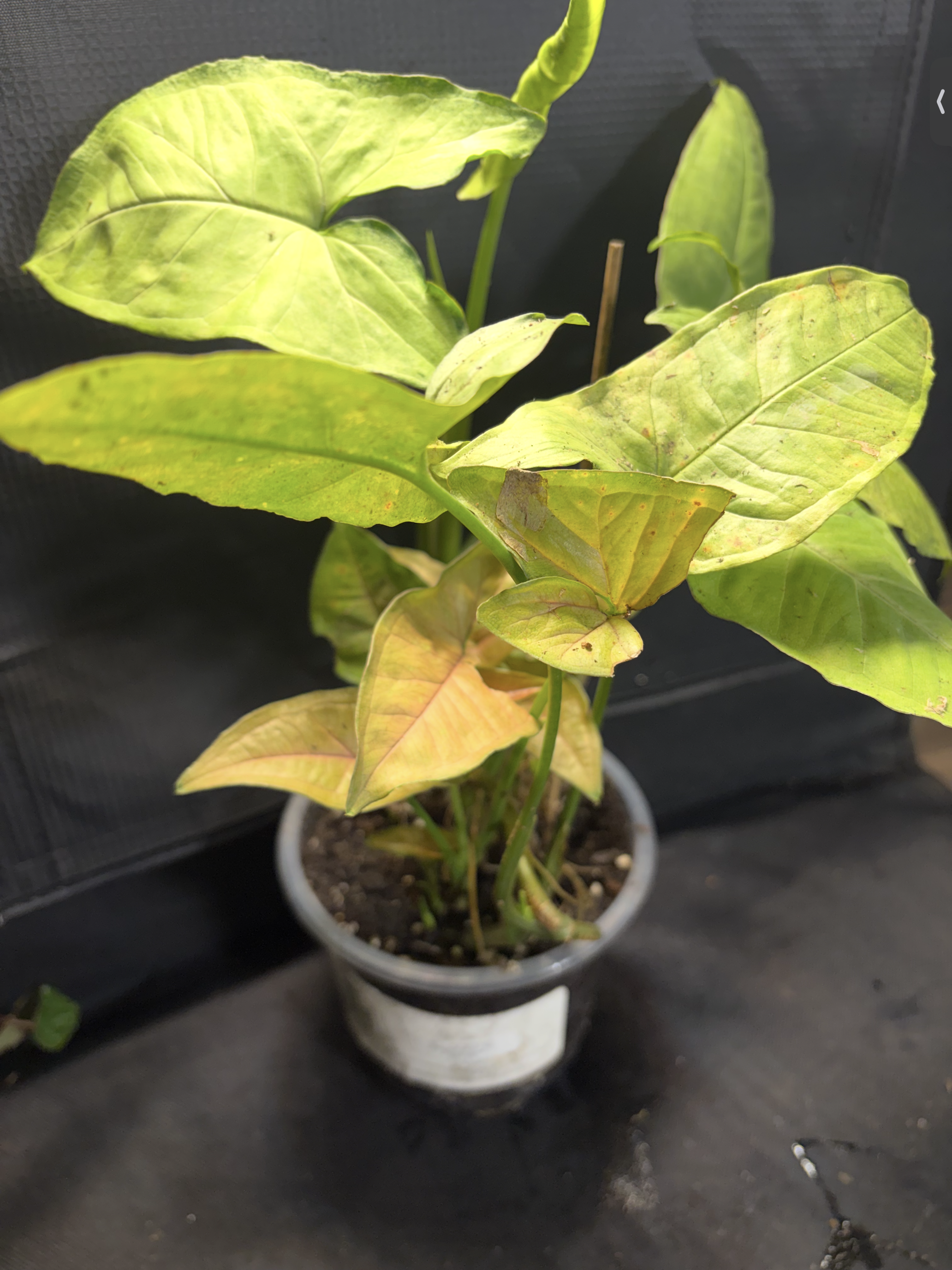 Syngonium mix in 4” nursery pot