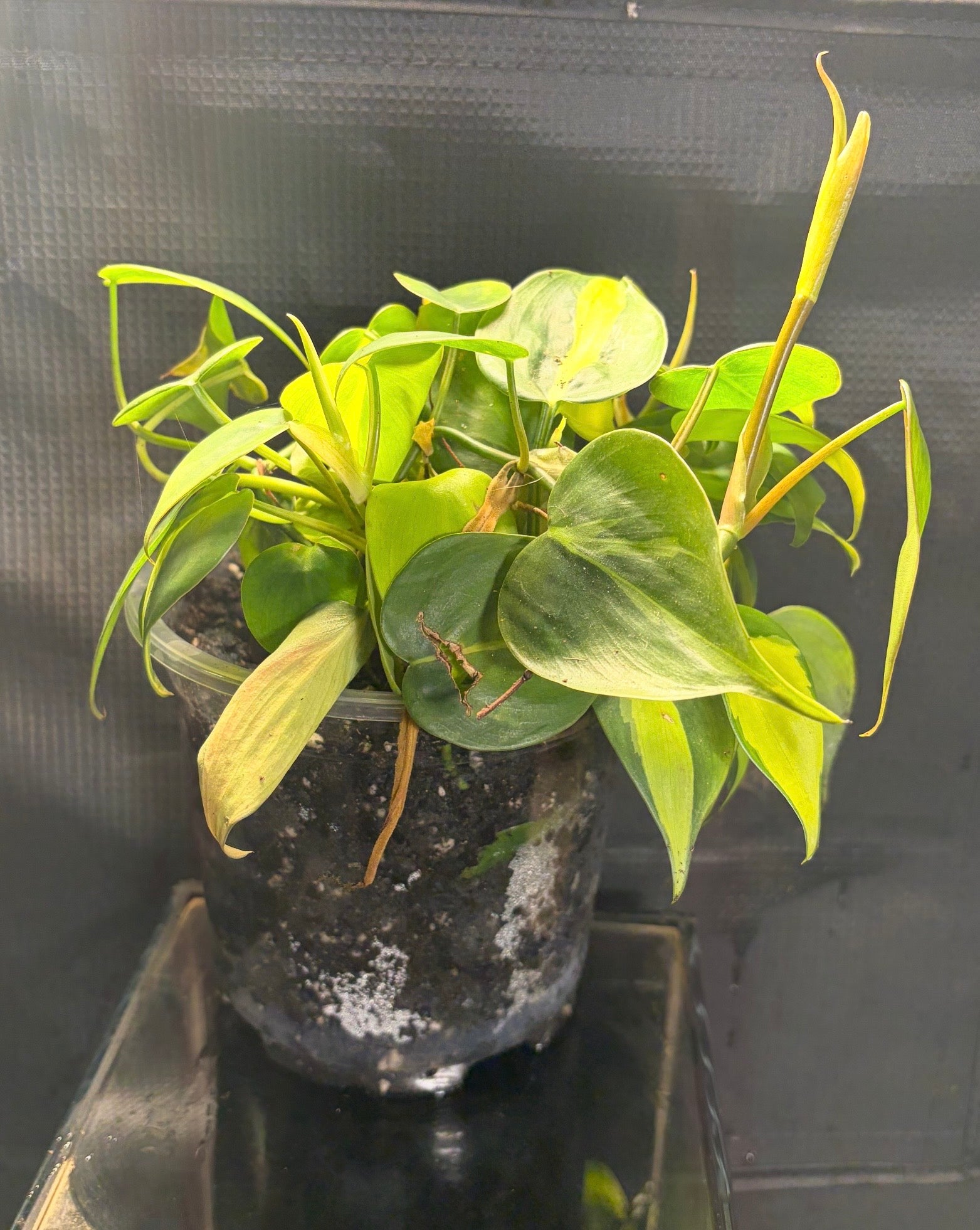 Philodendron Brazil 4”