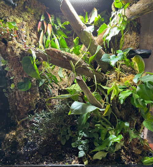 30g bioactive terrarium