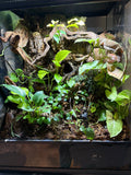 30g bioactive terrarium