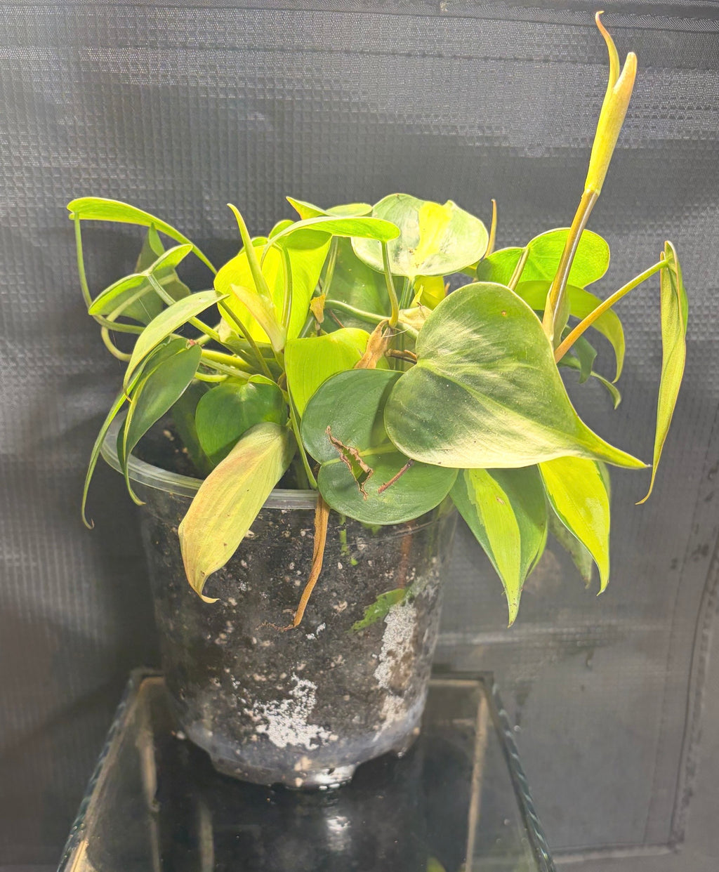 Philodendron Brazil 4”