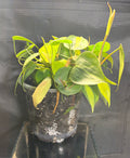 Philodendron Brazil 4”