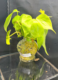 Lemon lime philodendron in vase