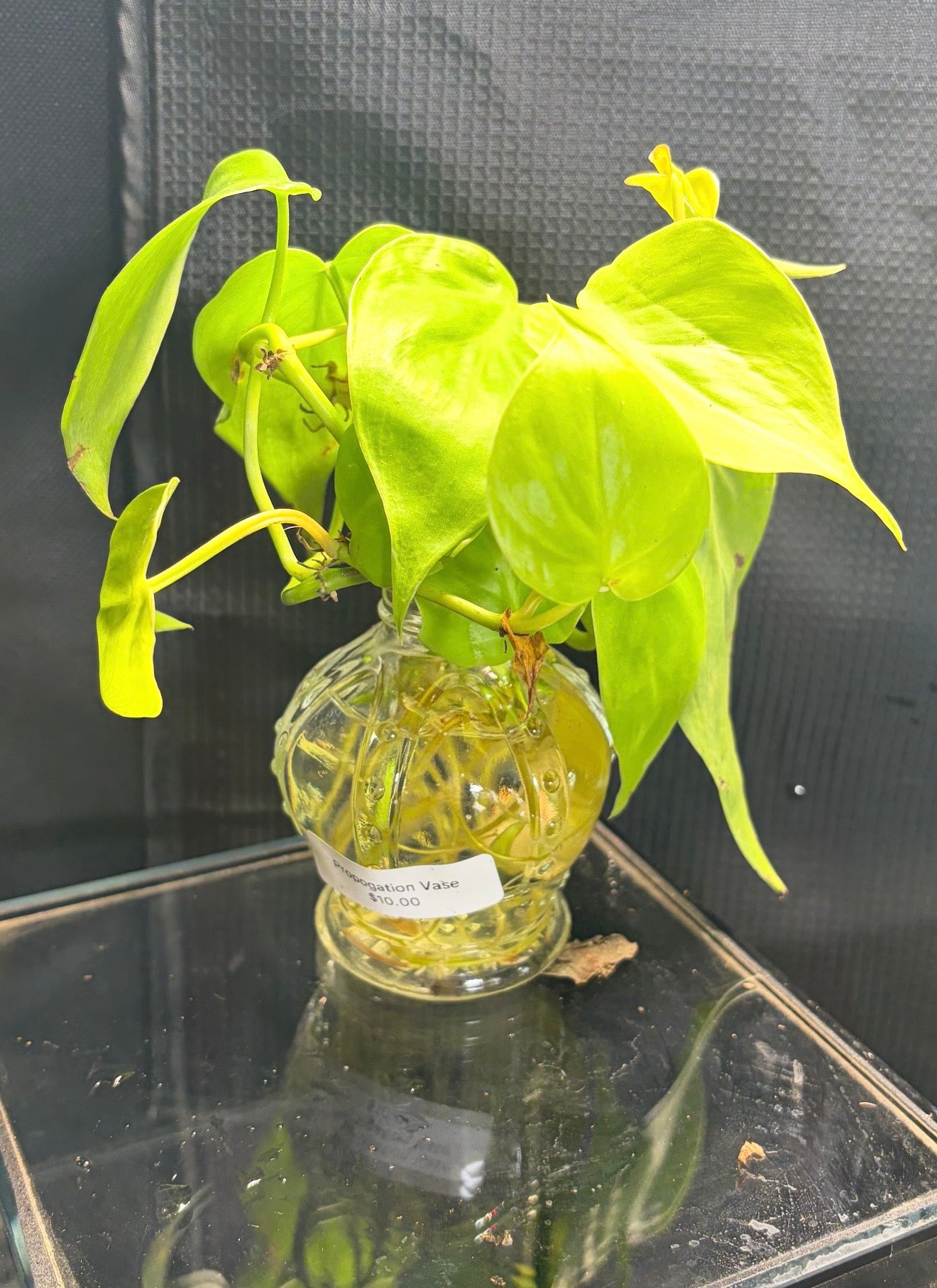 Lemon lime philodendron in vase