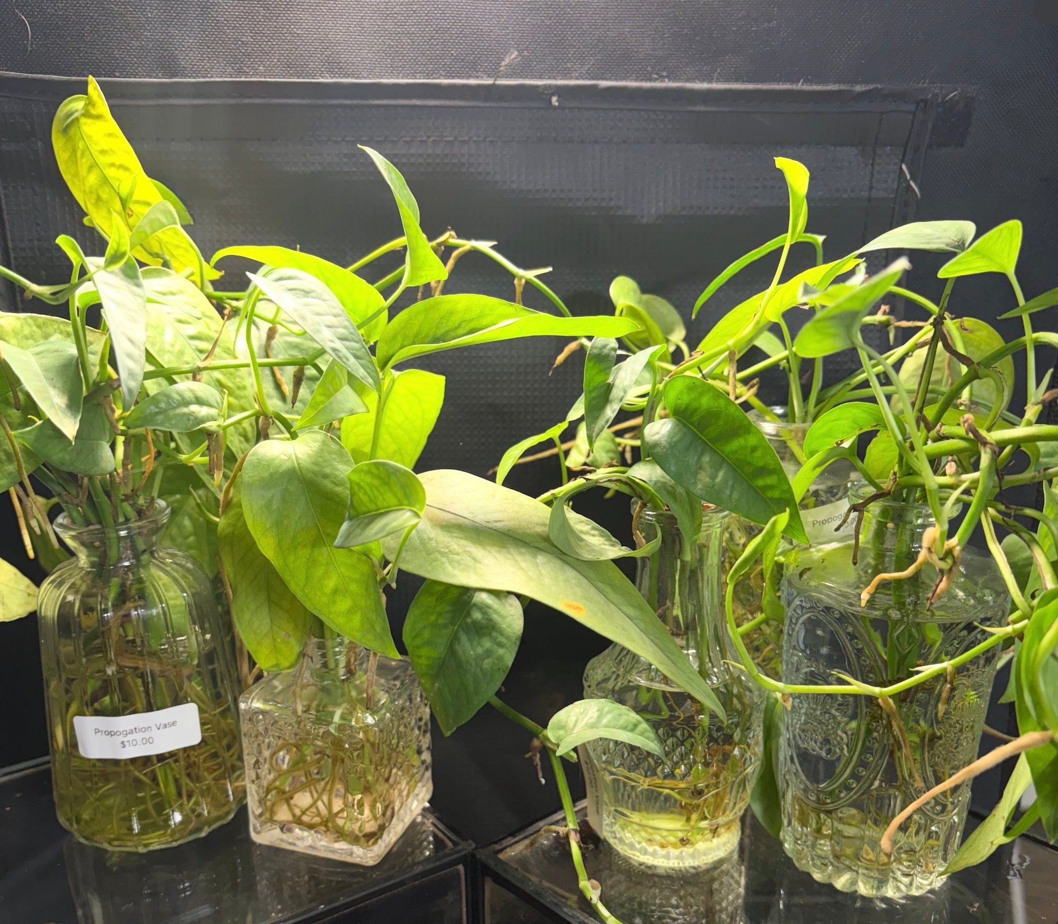 Epipremnum Pinnatum Pothos in vase