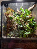 30g bioactive terrarium