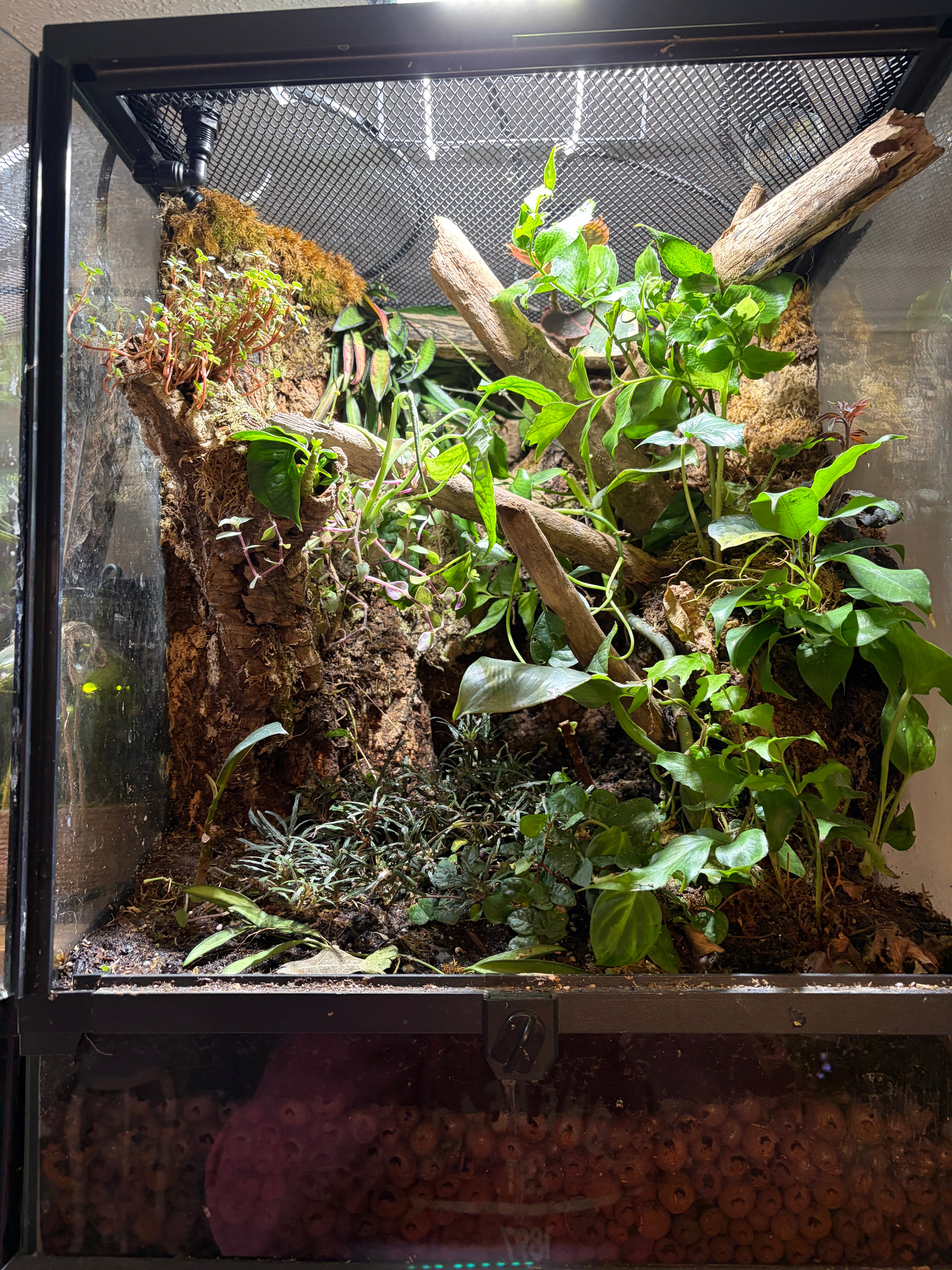 30g bioactive terrarium
