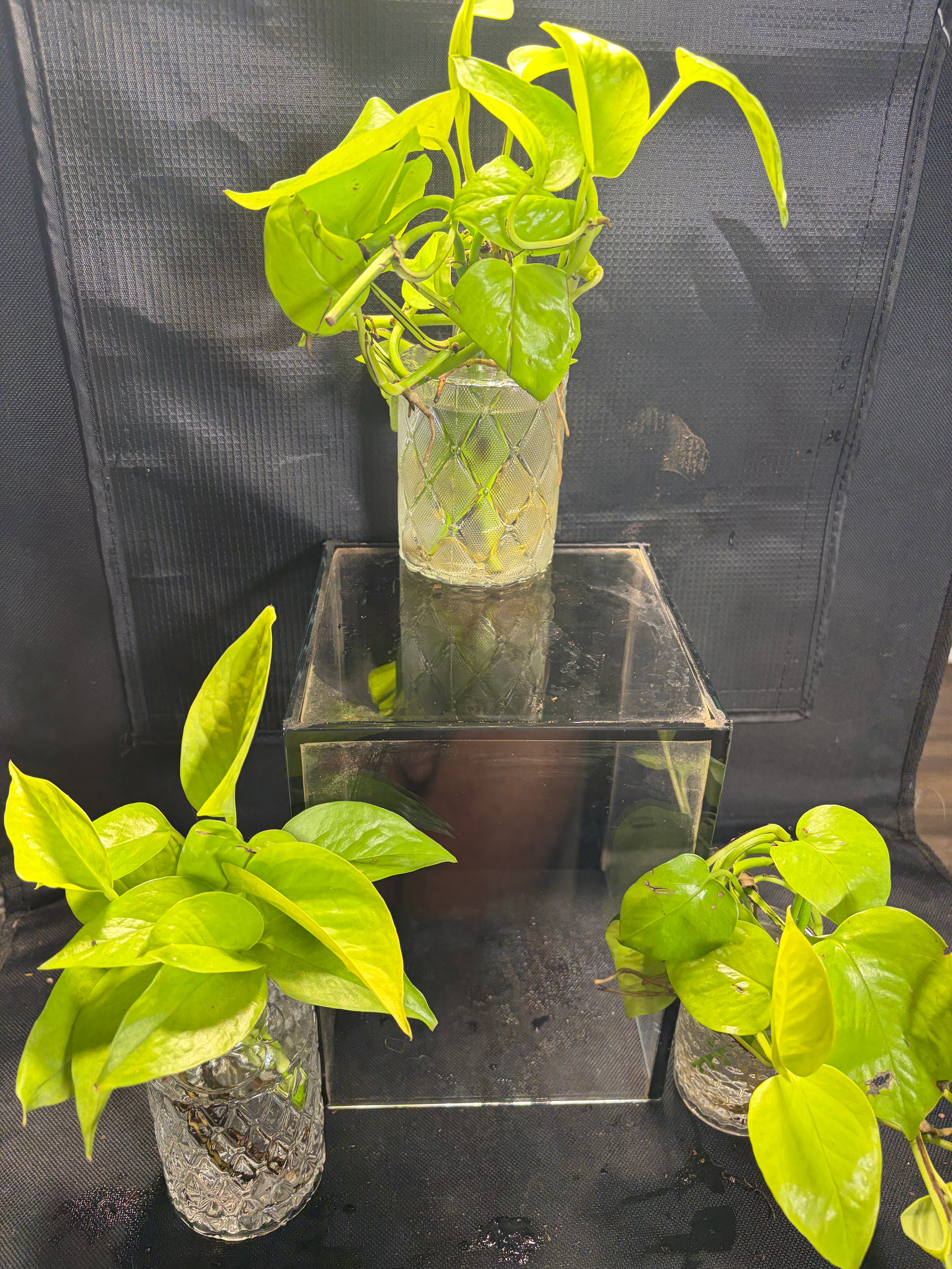 Neon Pothos in vase