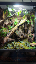 30g bioactive terrarium