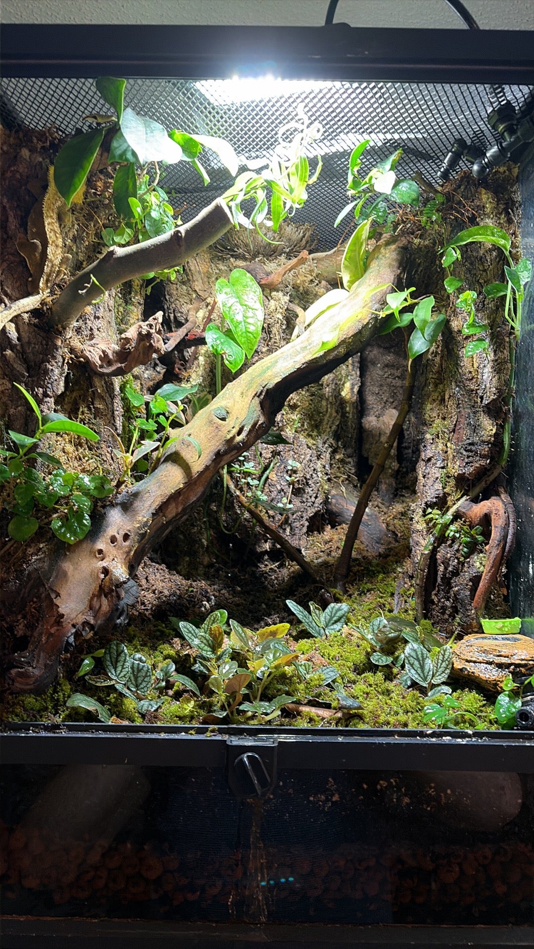 30g bioactive terrarium