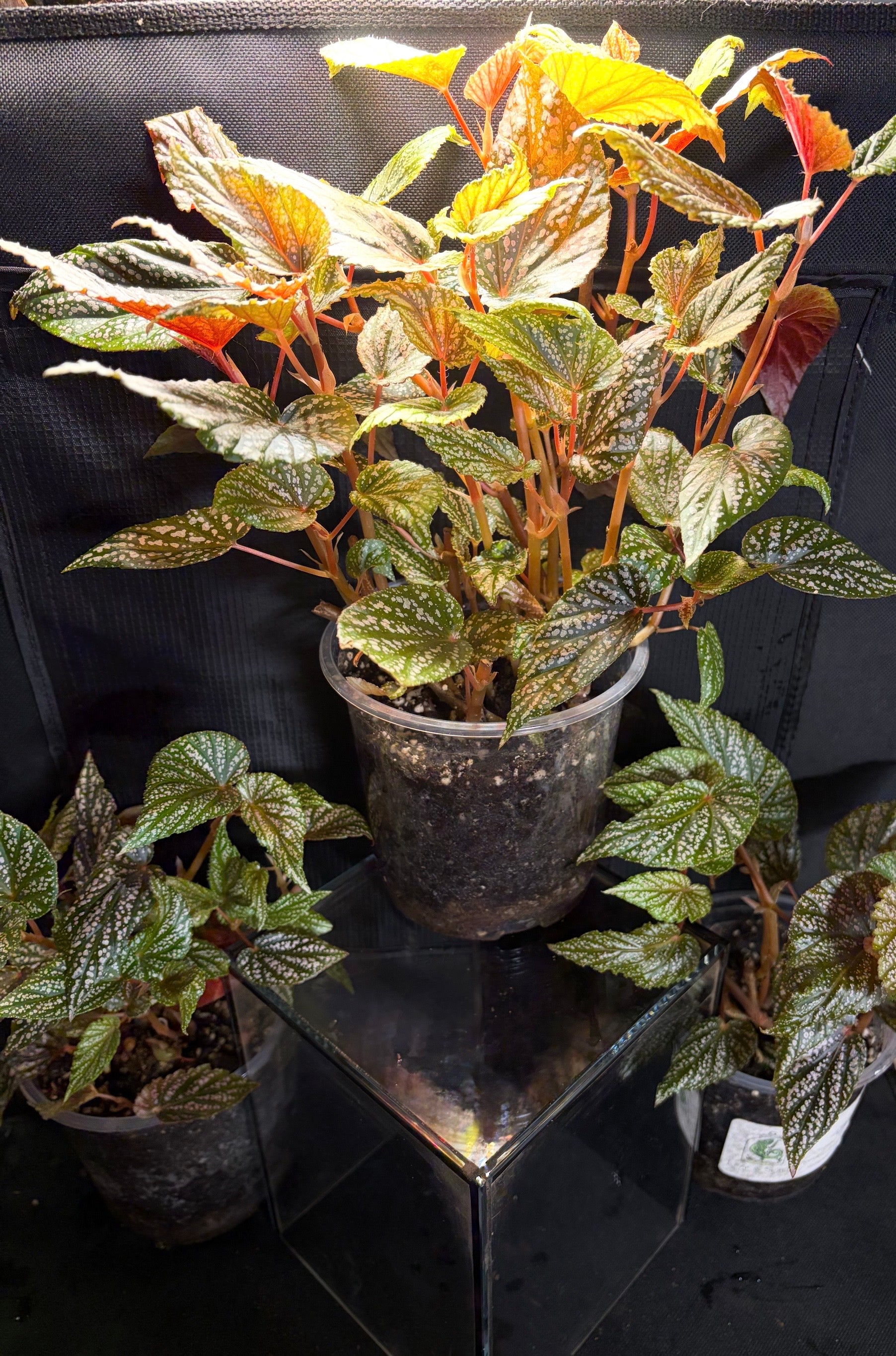 “Miss Mummy” Angel wing begonia