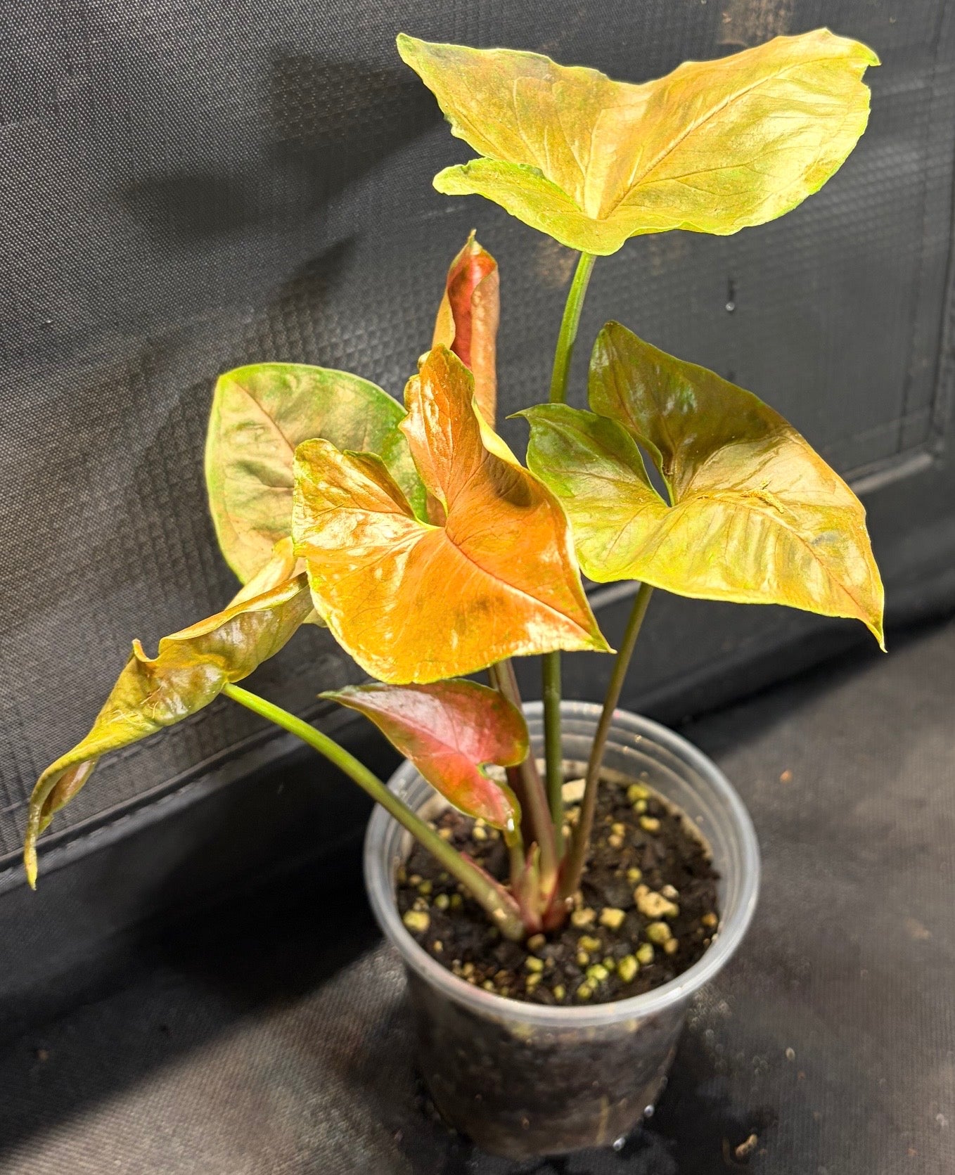 Syngonium “red heart’