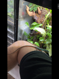 Baby keel bellied lizard