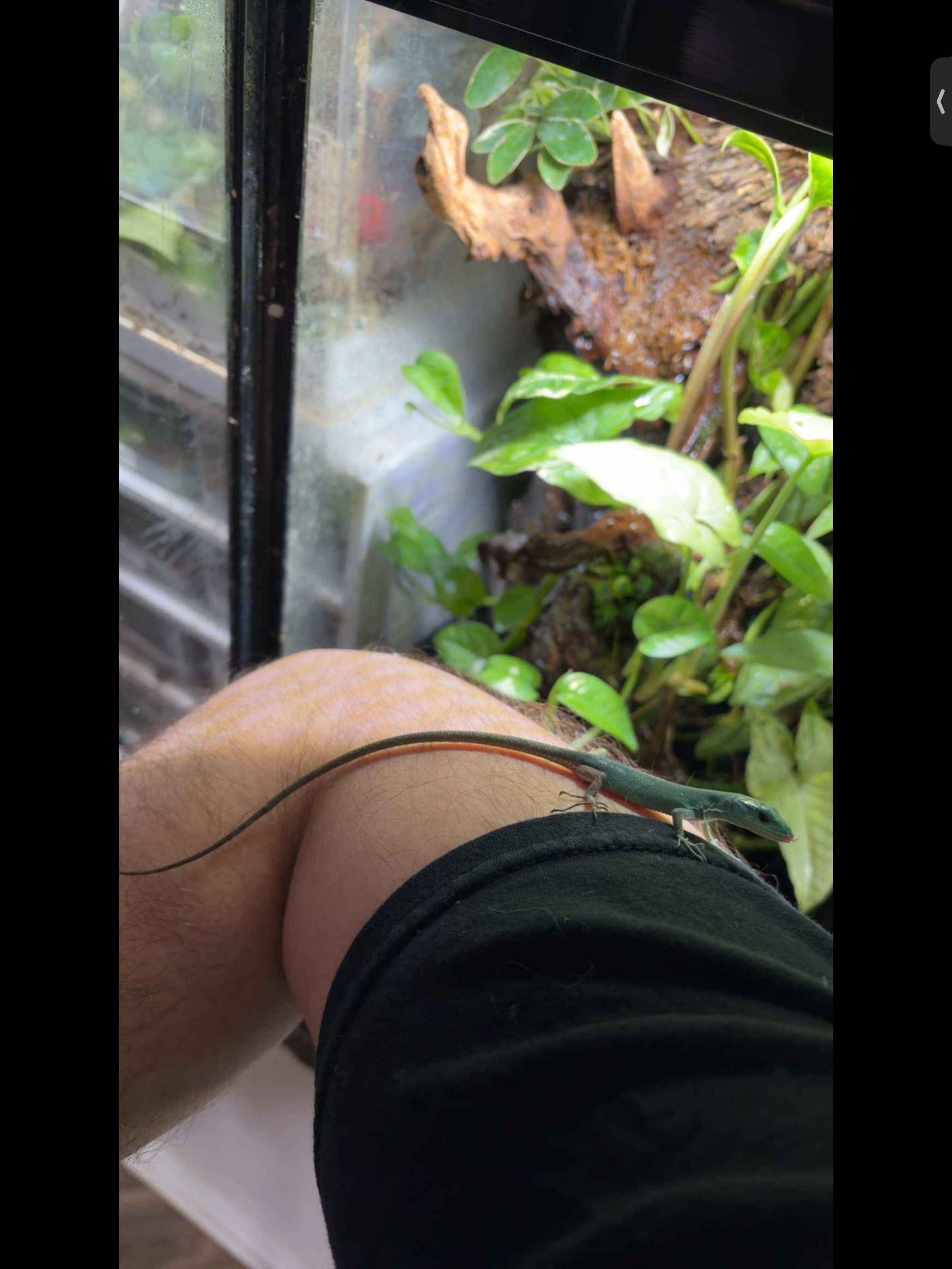 Baby keel bellied lizard