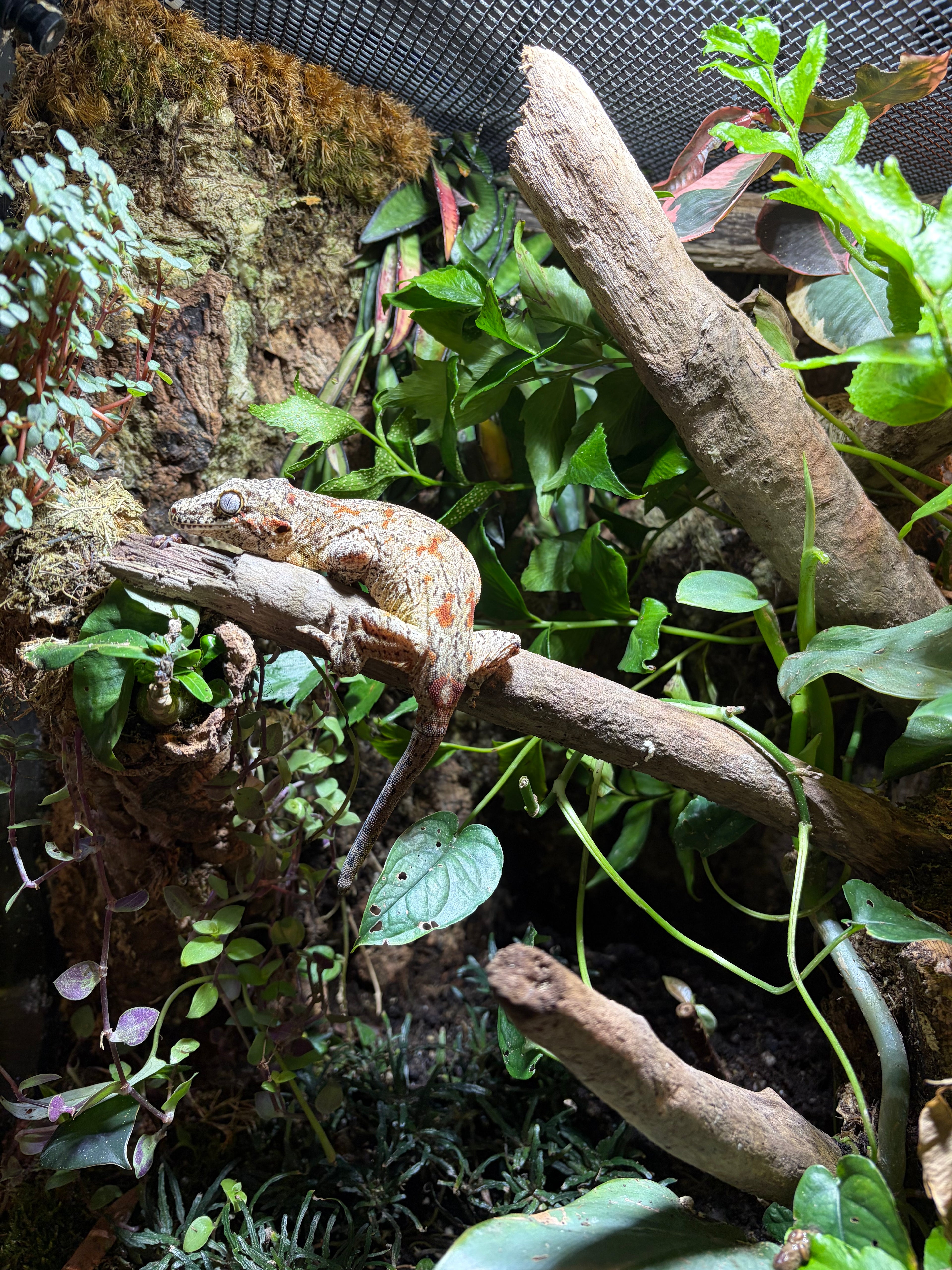 Gargoyle Gecko: Seasmoke