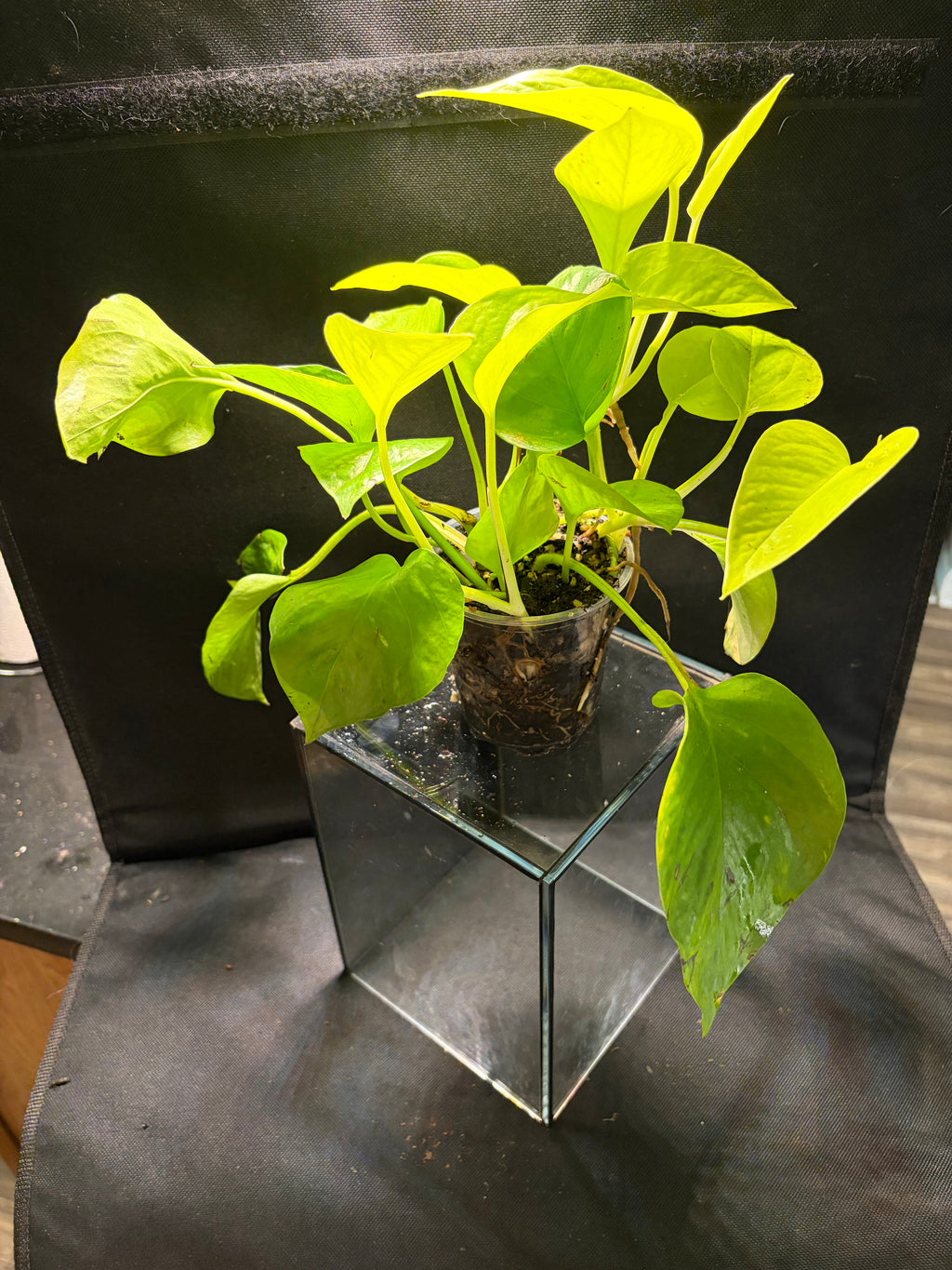 Neon Pothos