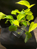 Neon Pothos