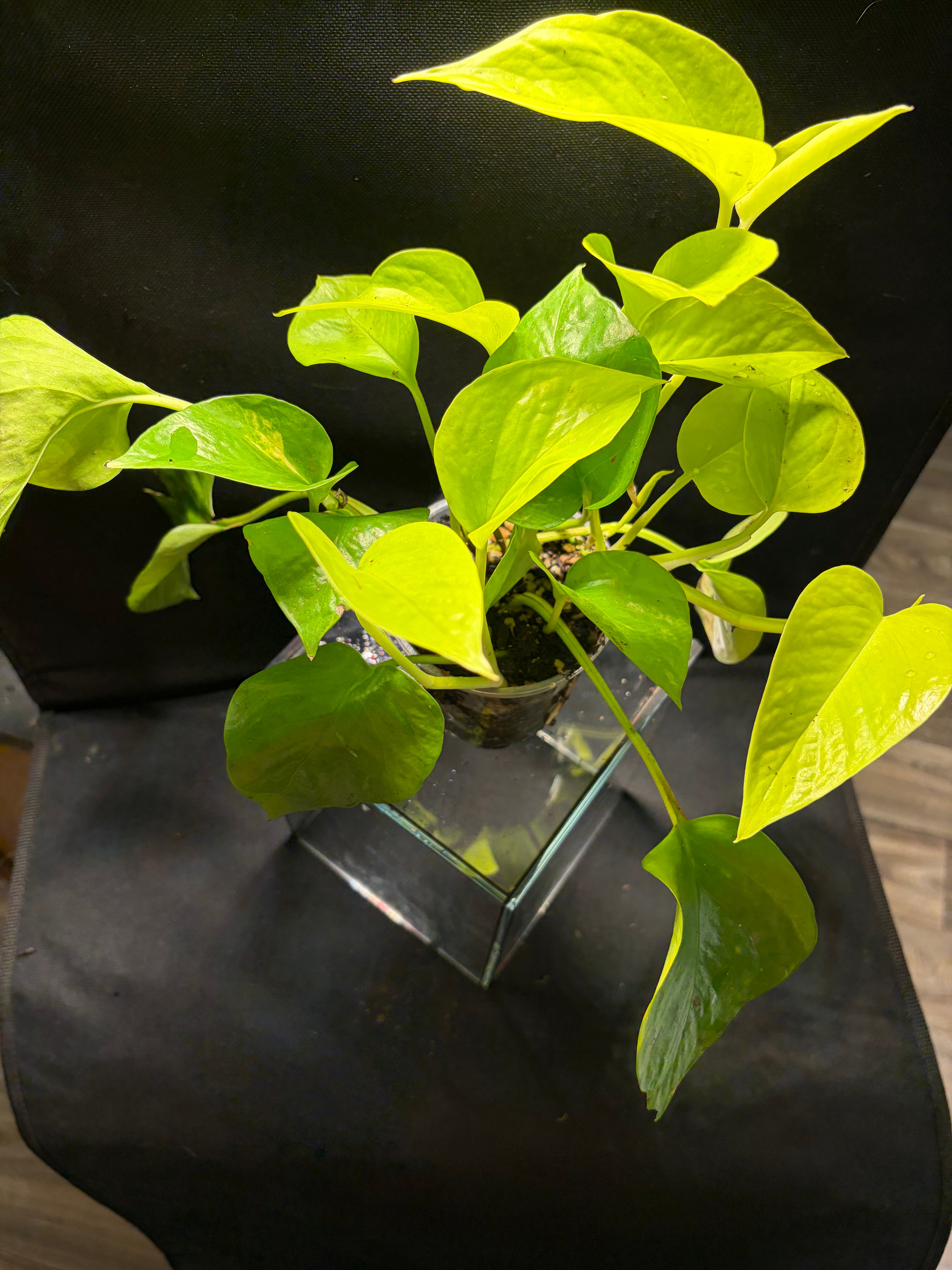 Neon Pothos
