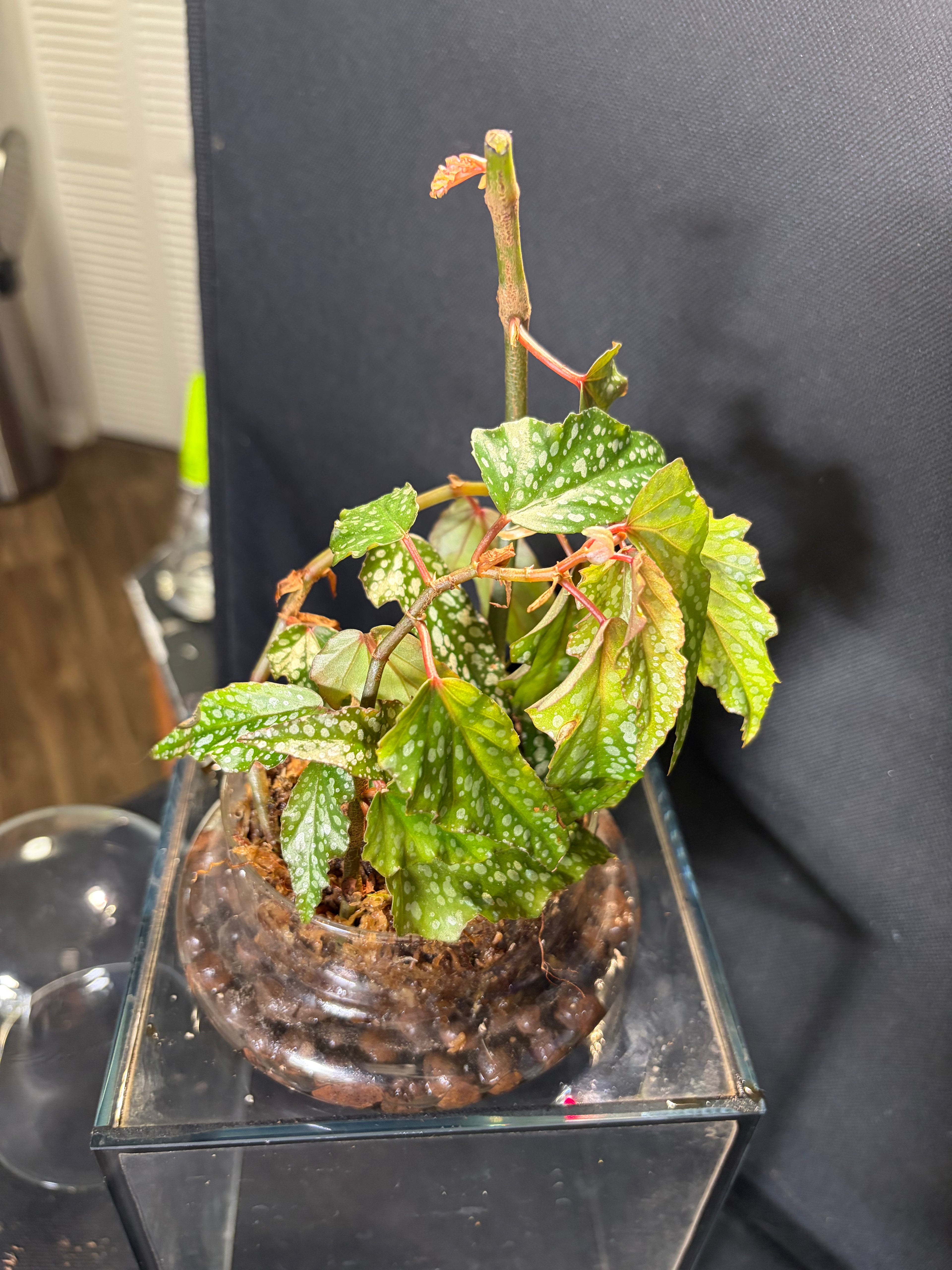 Cloche terrarium