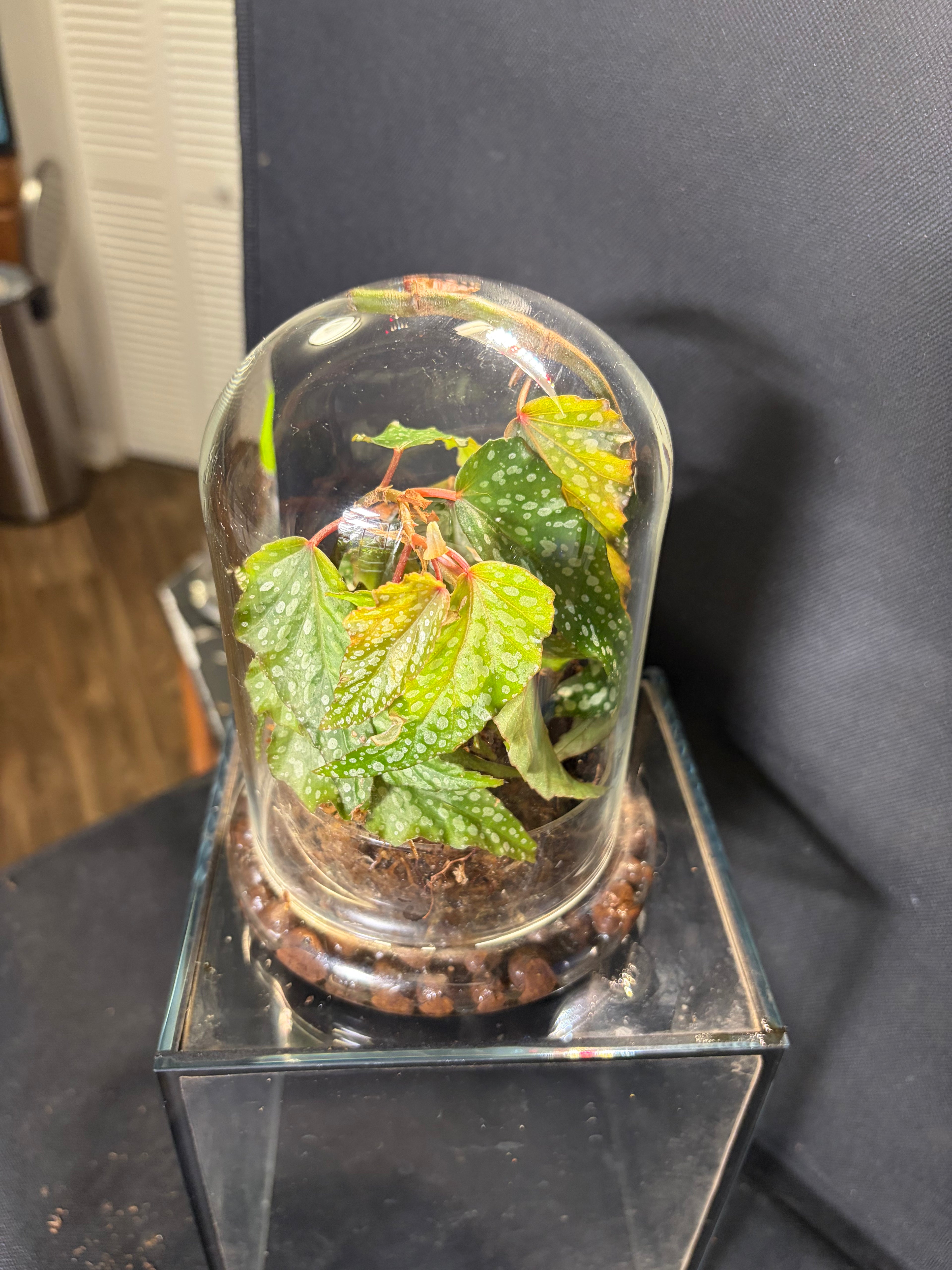 Cloche terrarium