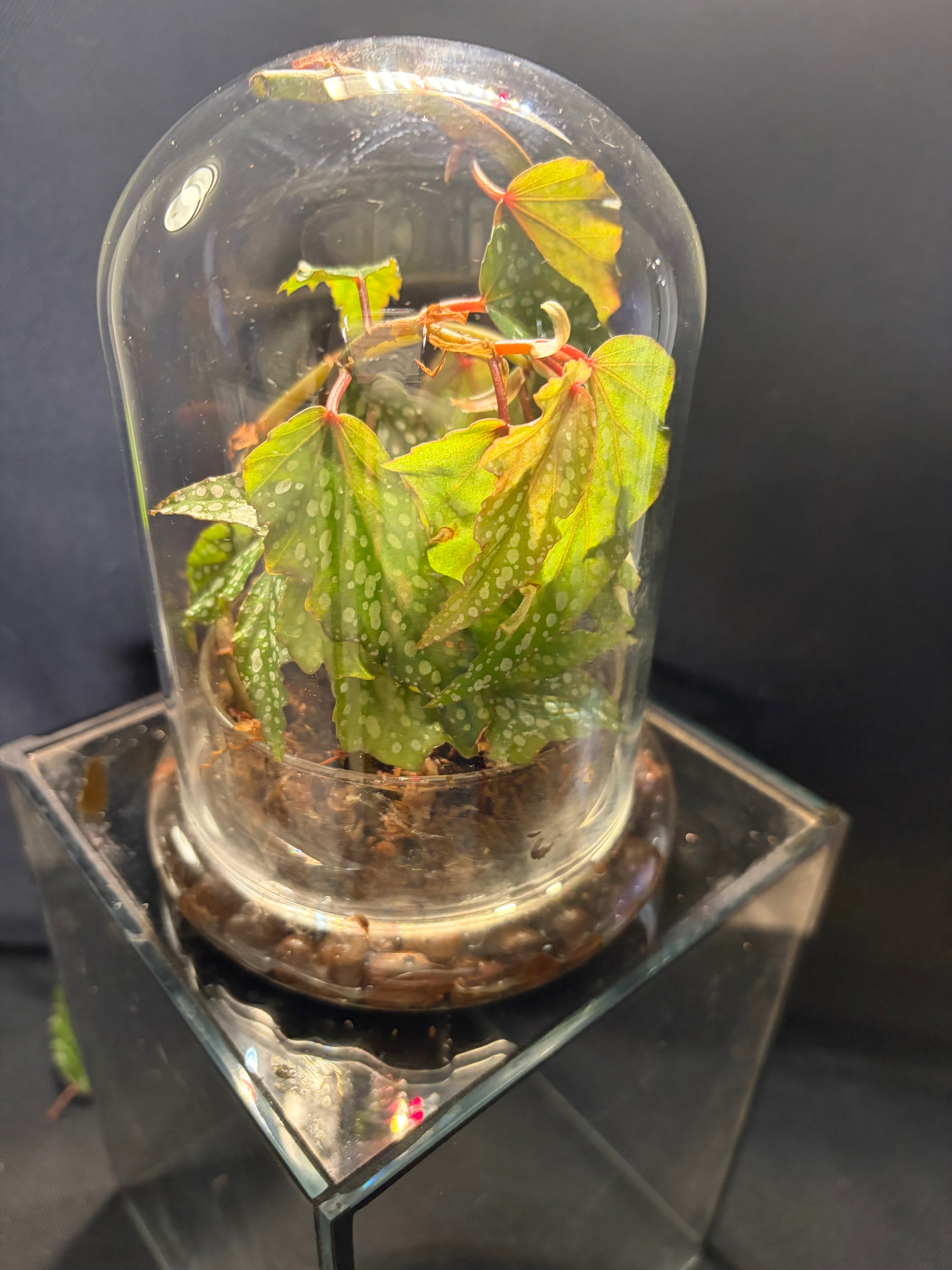 Cloche terrarium