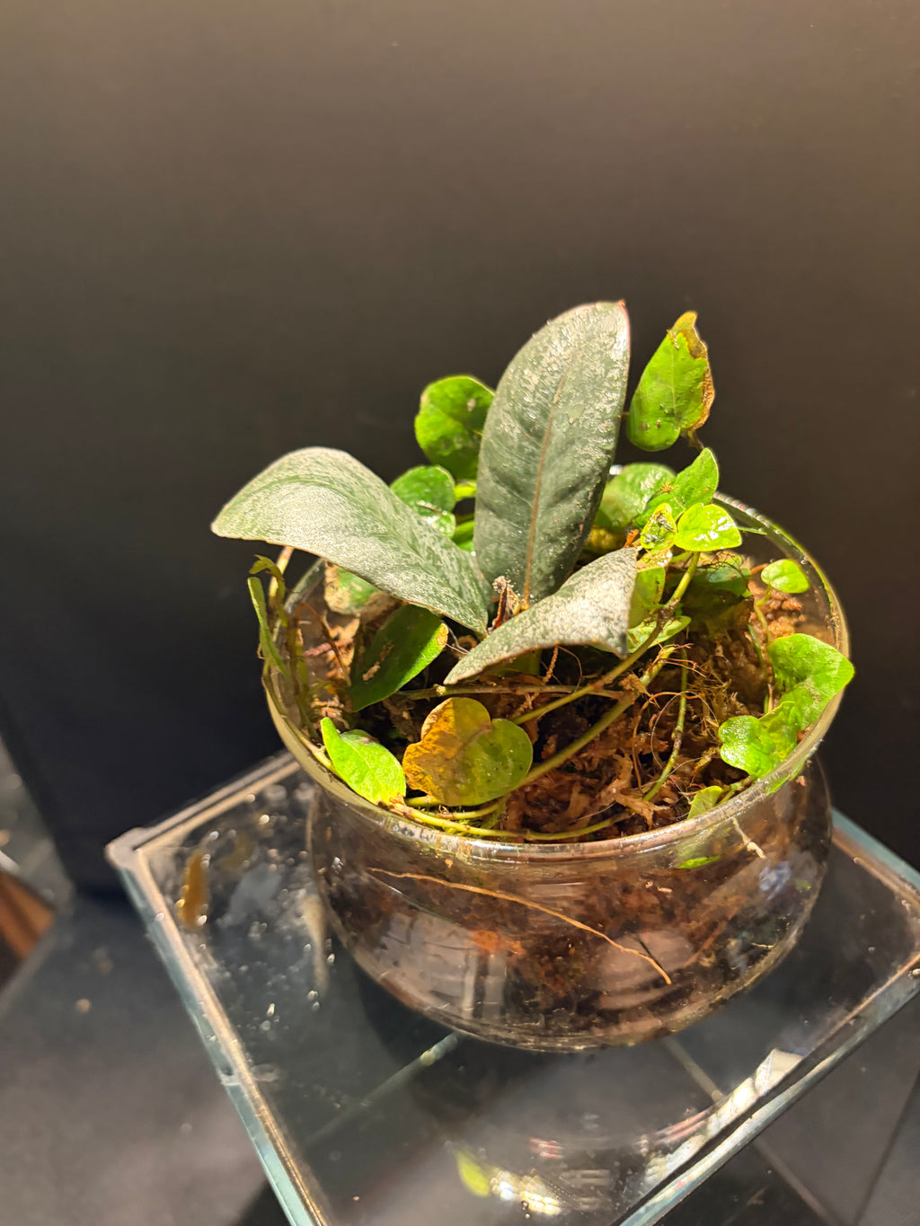 Cloche terrarium