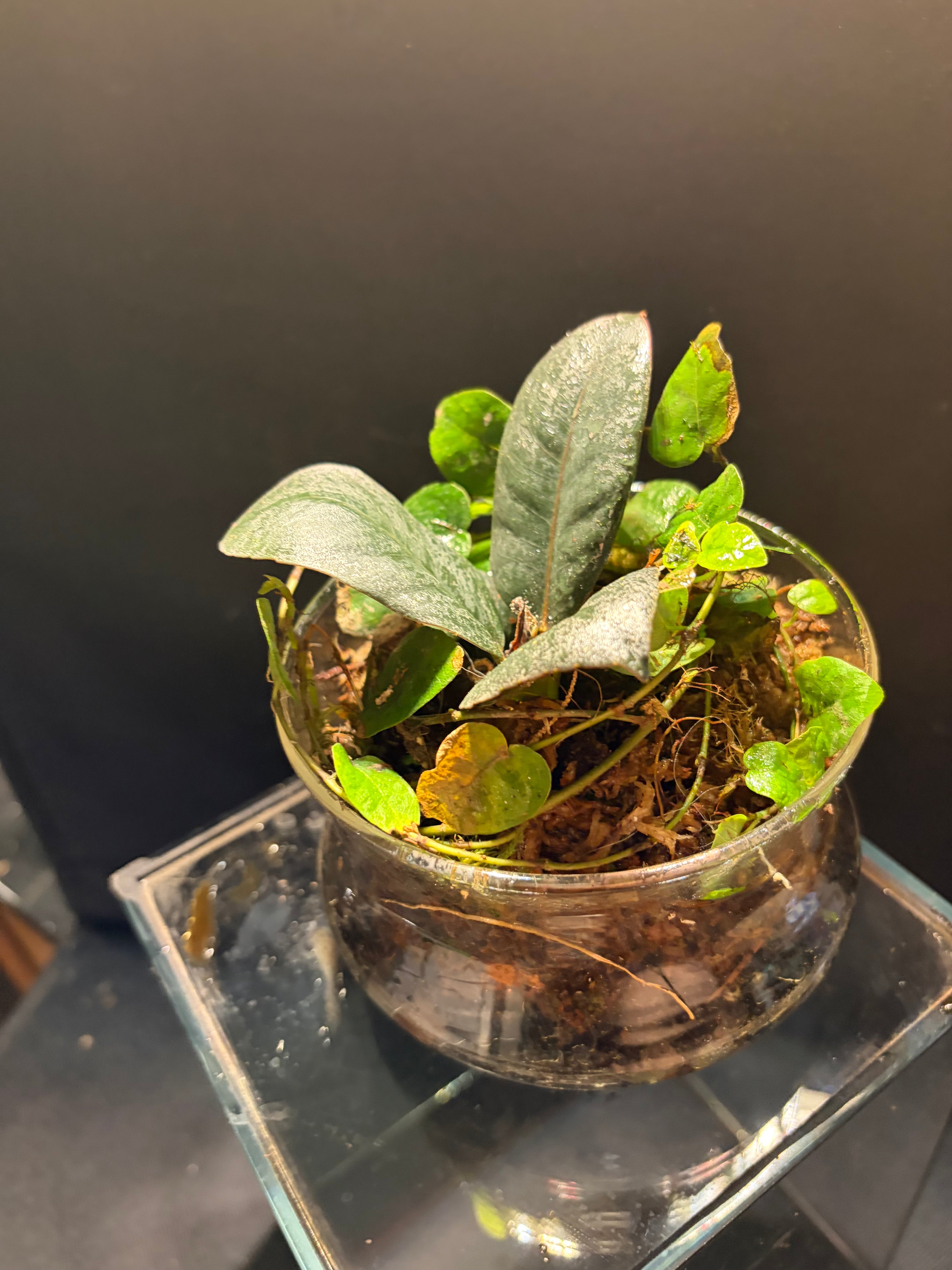 Cloche terrarium