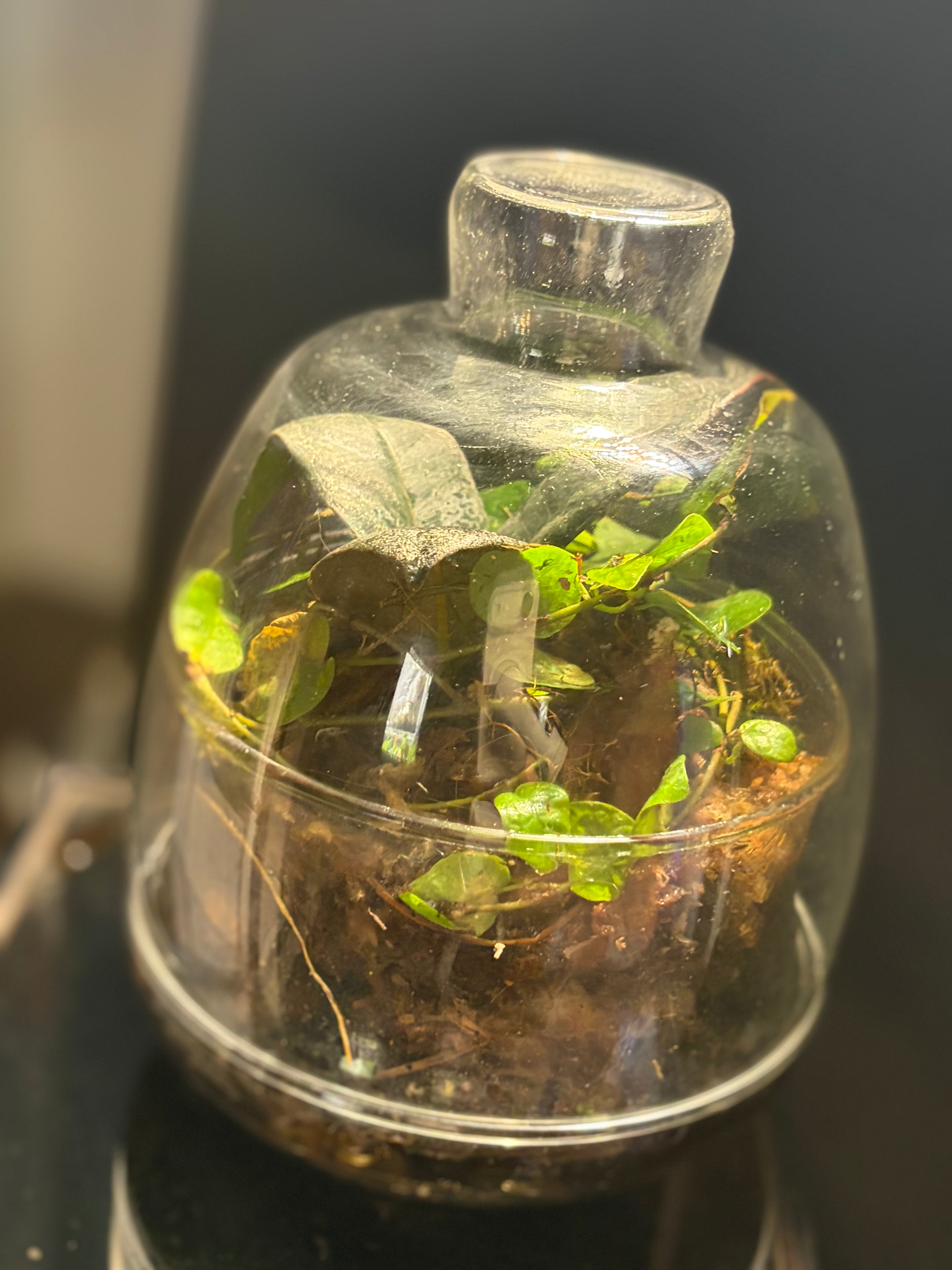 Cloche terrarium