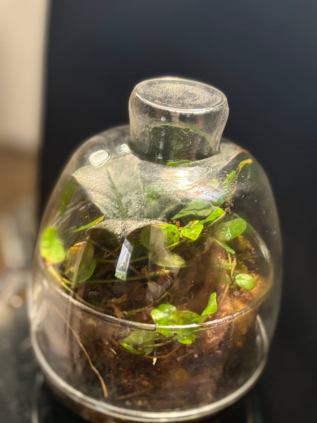 Cloche terrarium