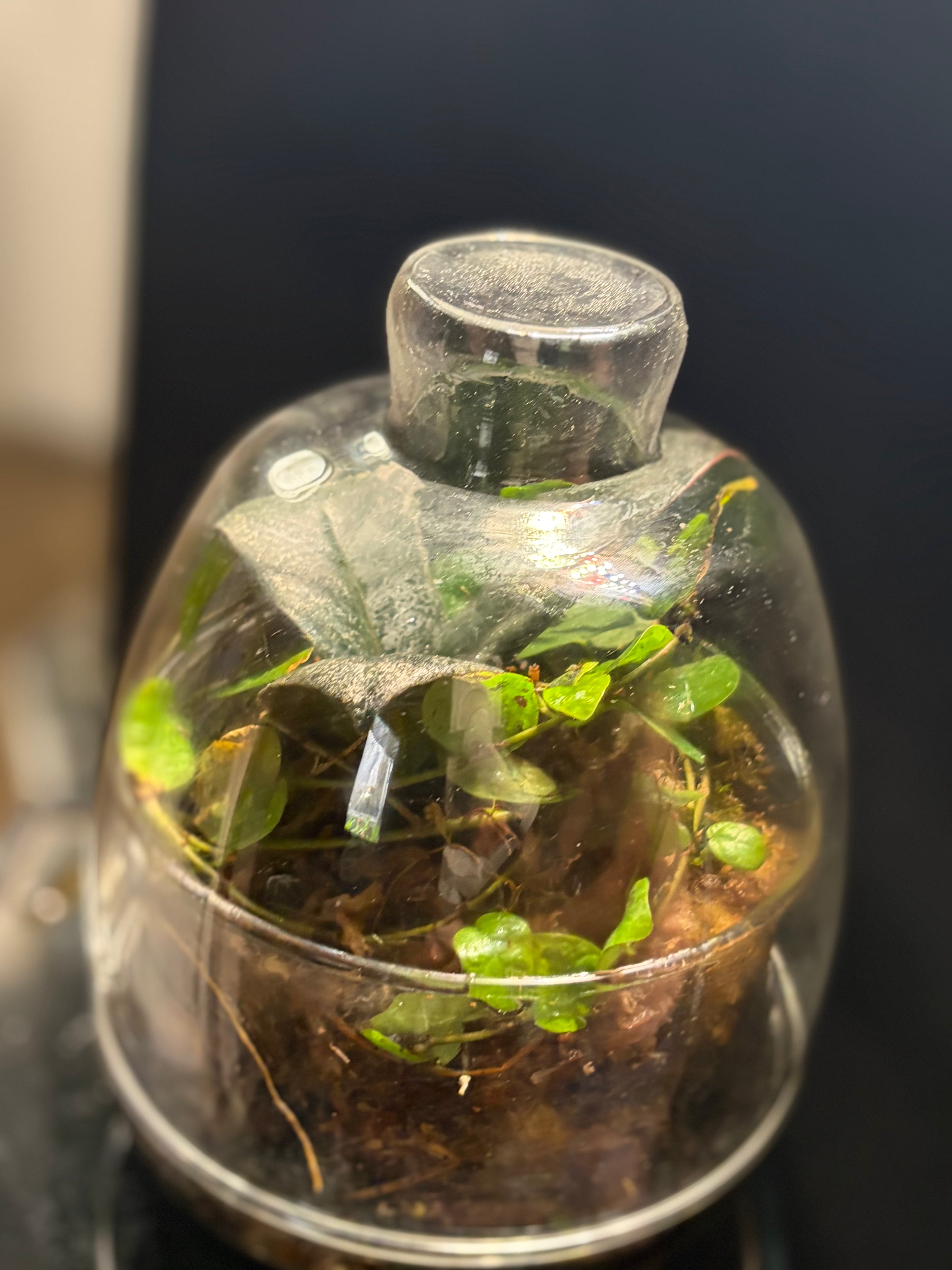 Cloche terrarium