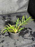 Philodendron Tortum
