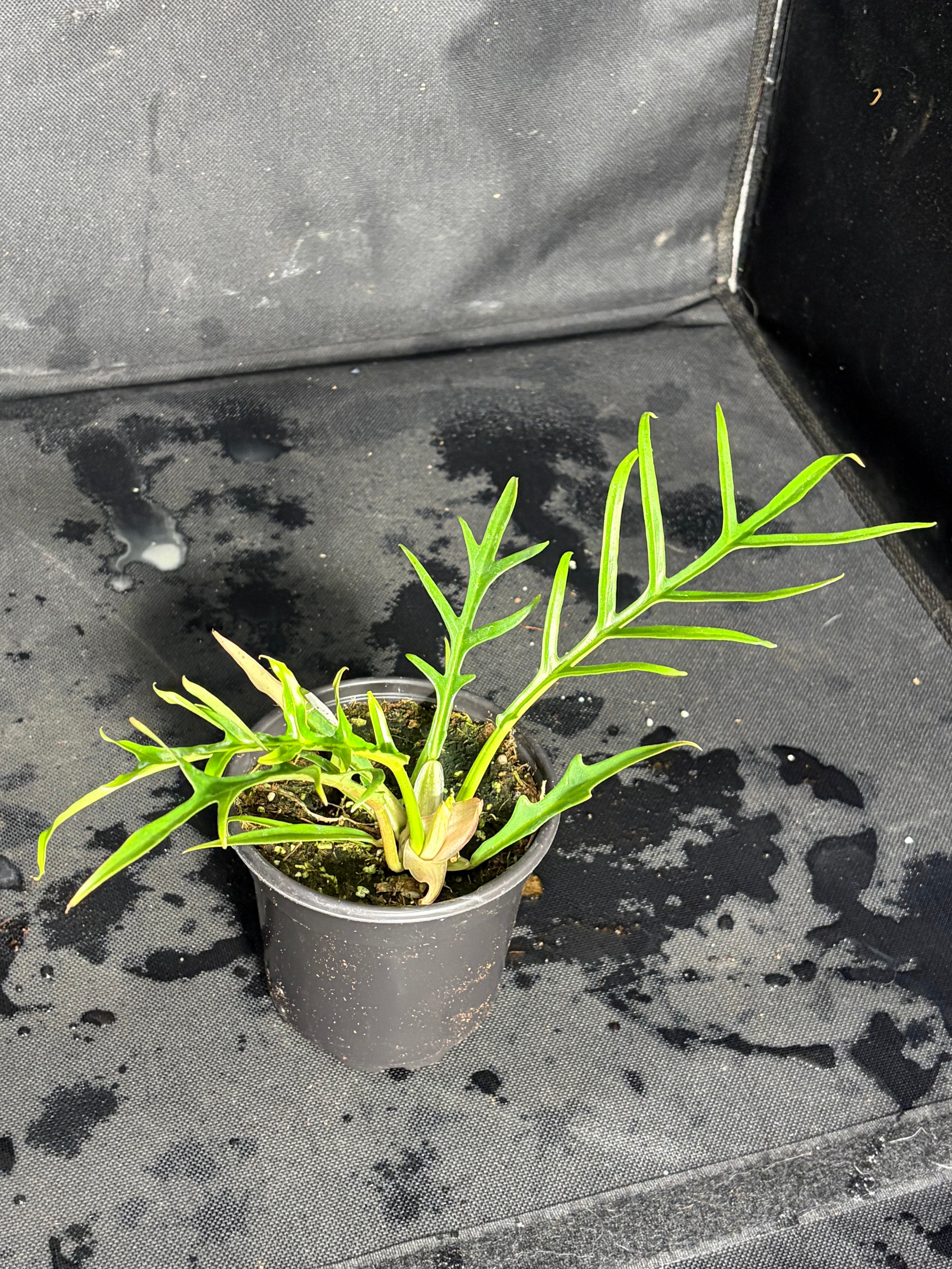 Philodendron Tortum