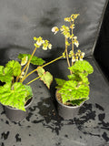 Begonia Rex
