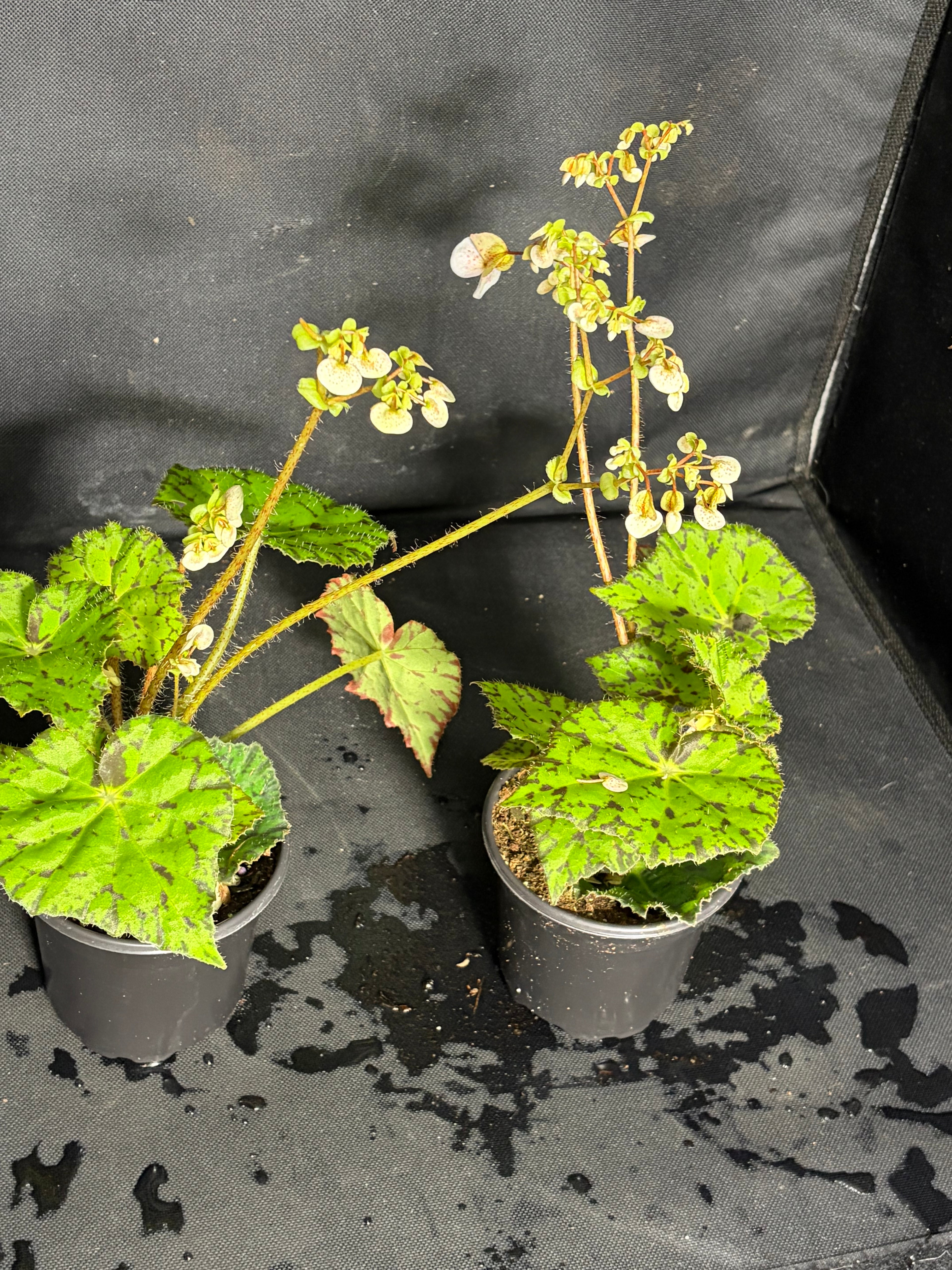 Begonia Rex