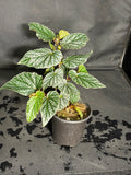 Angel wing Begonia