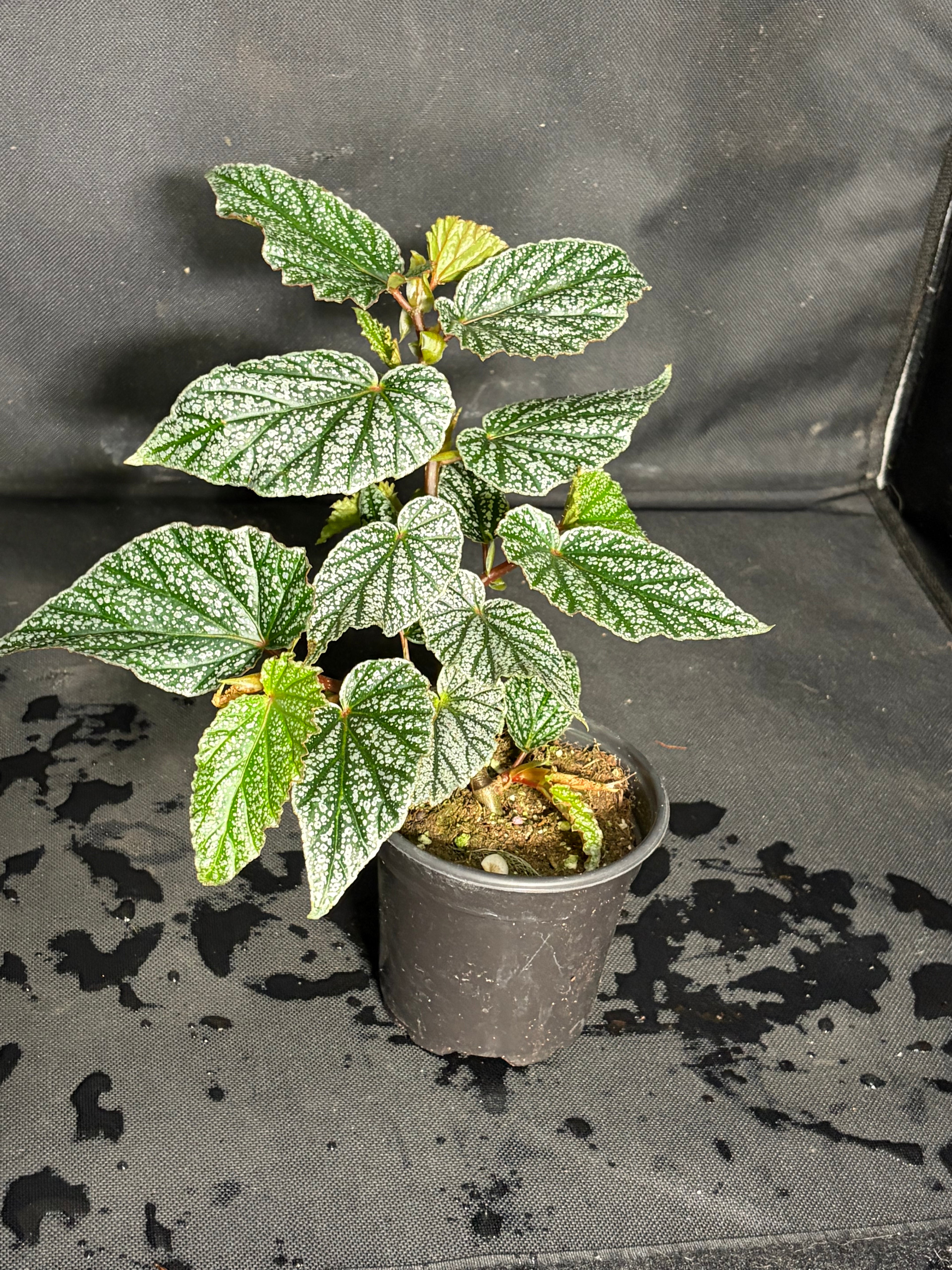 Angel wing Begonia