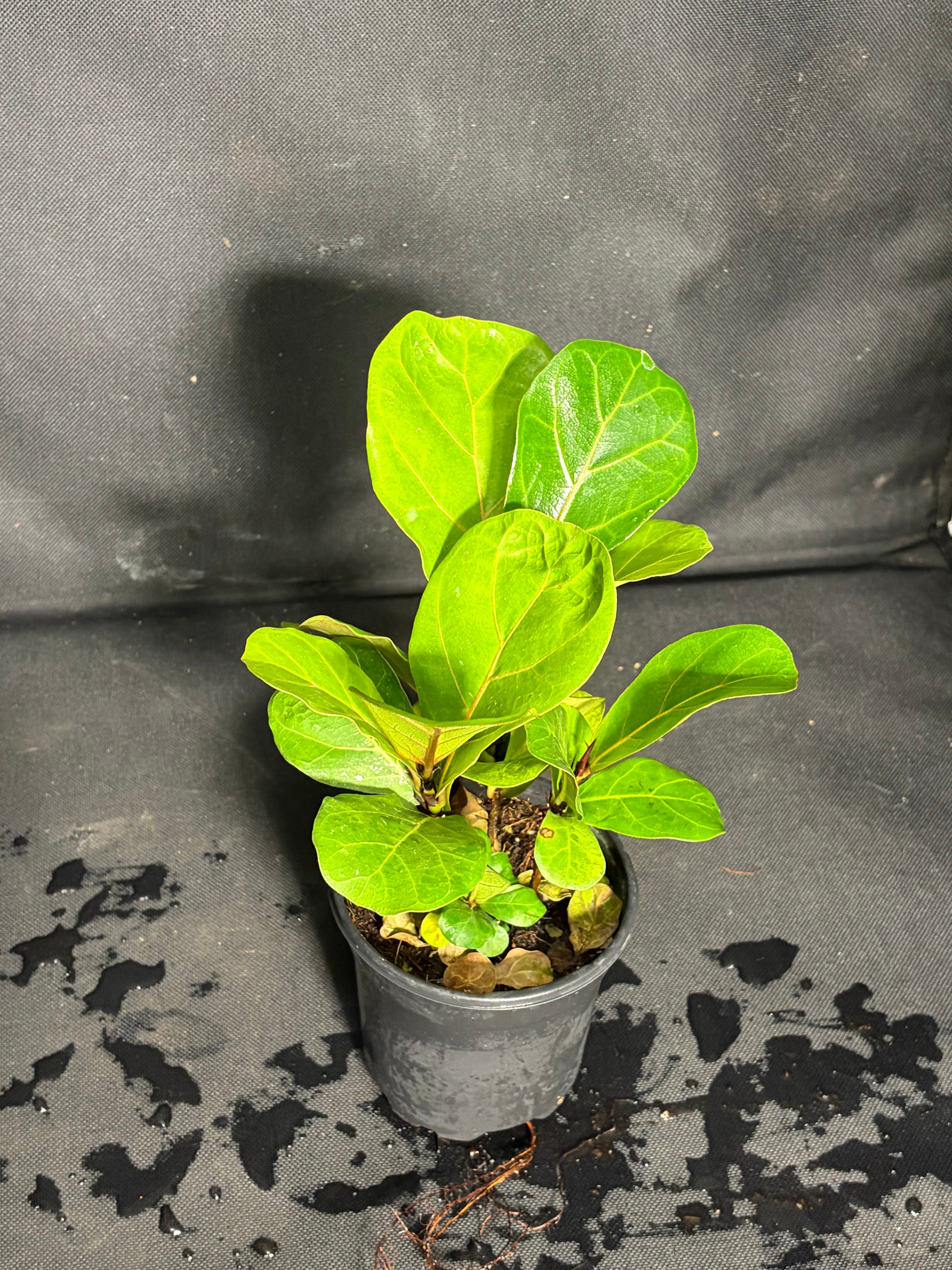 Ficus Lyrata