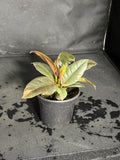Ficus ruby