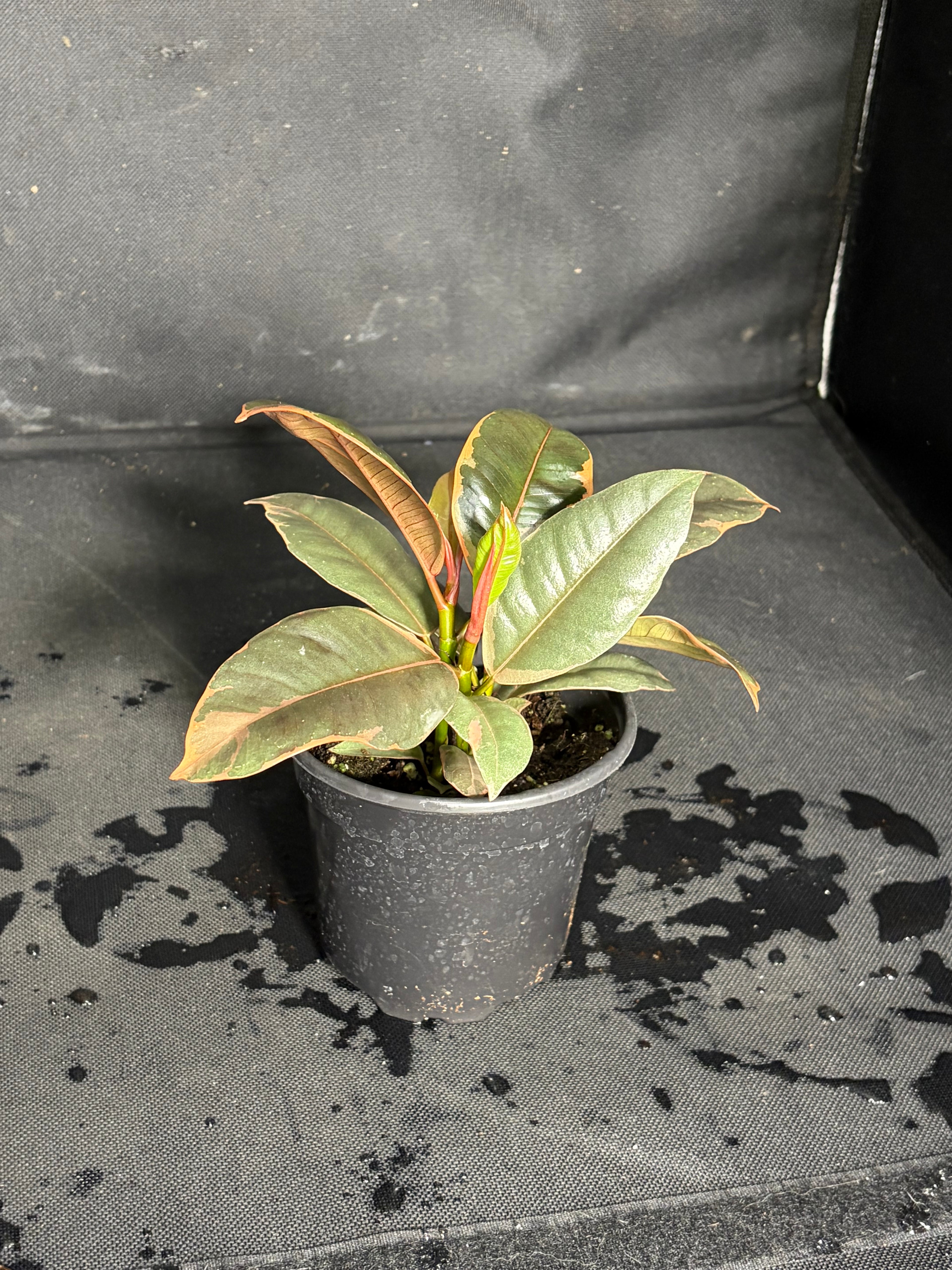 Ficus ruby