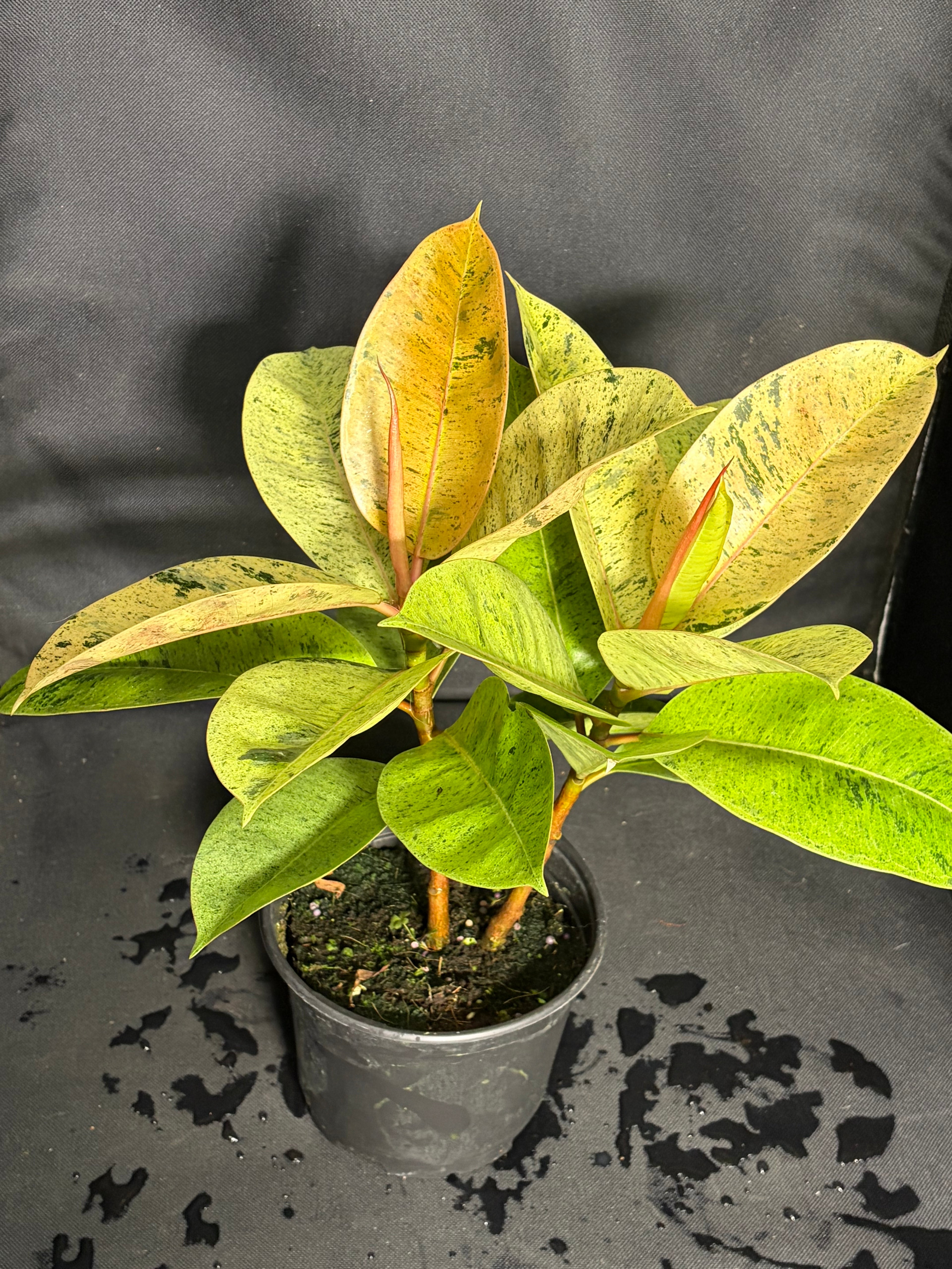 Ficus Shivereana “moonshine”