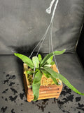 Staghorn fern hanging box