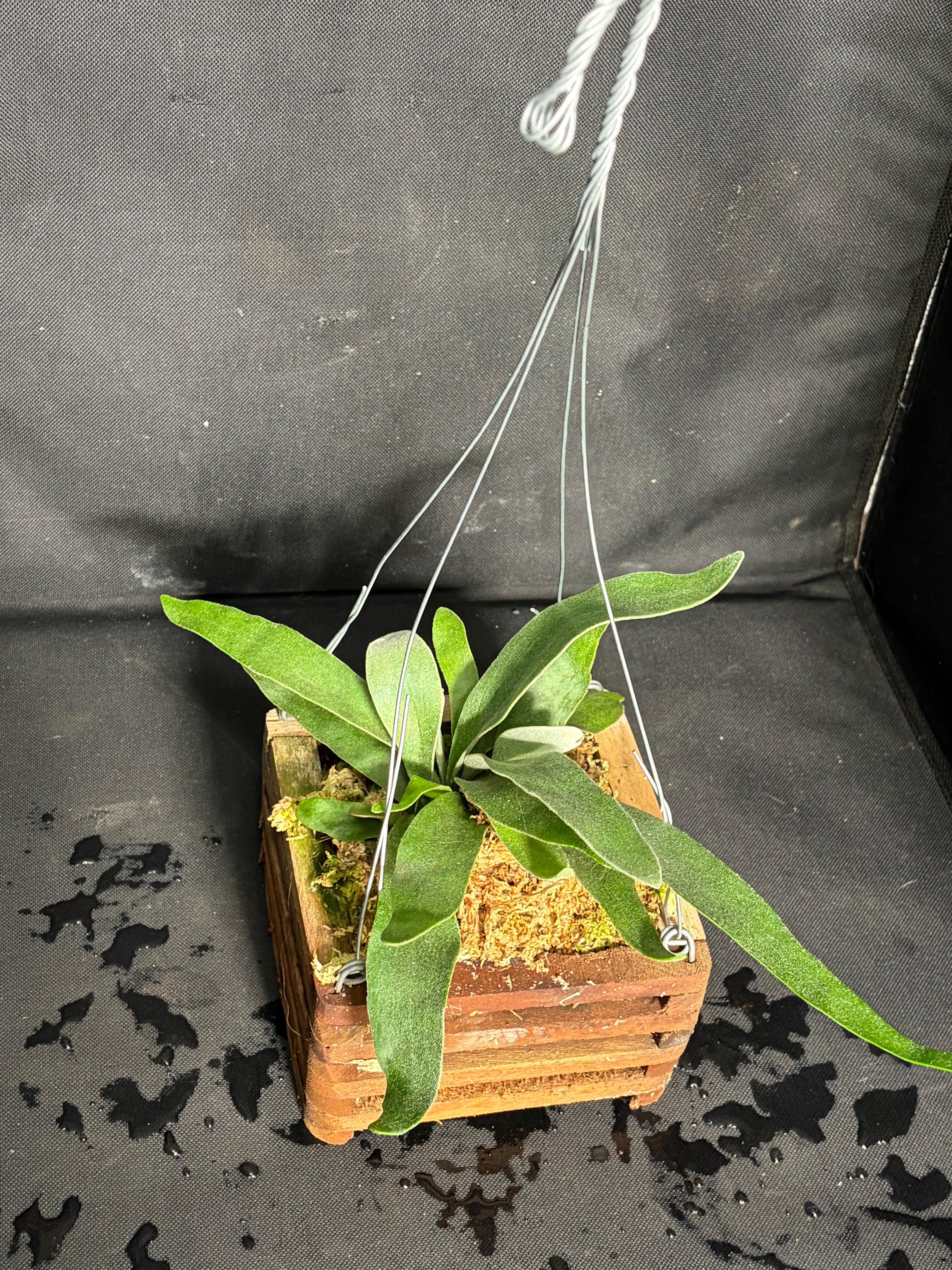Staghorn fern hanging box